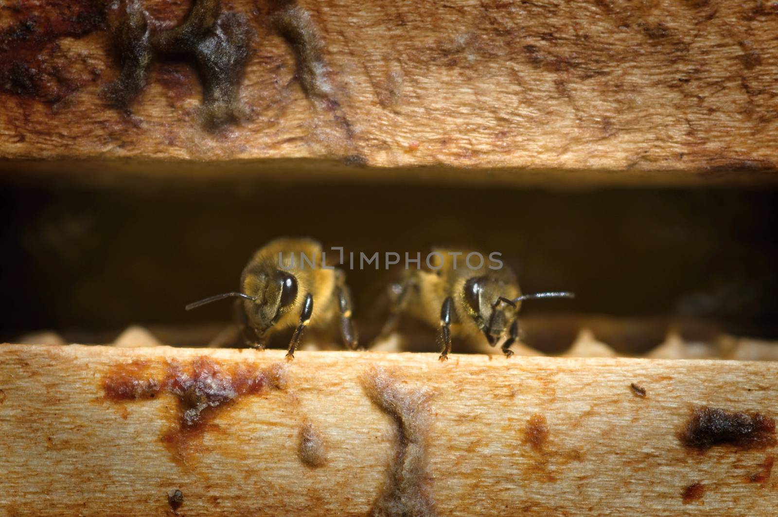 Two bees in a beehive - detail