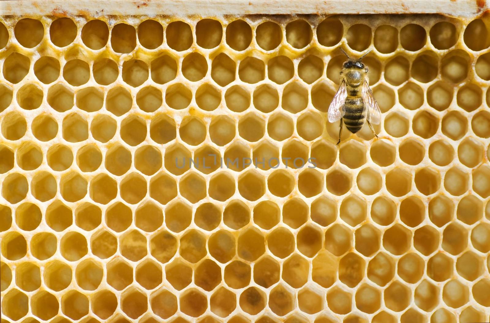 Honeybee on a comb  by Digifoodstock