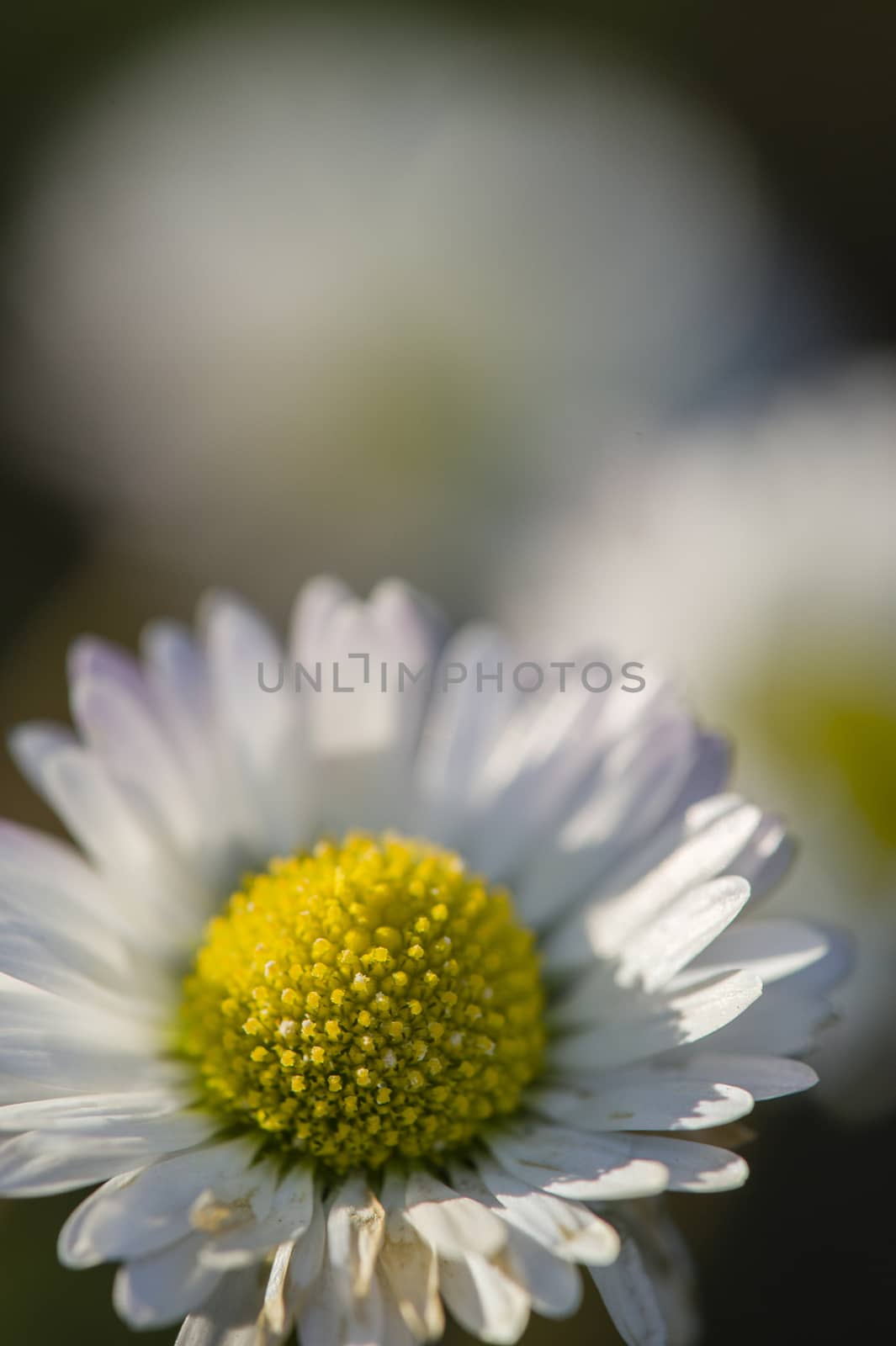 Close up of a daisy flower under the sun