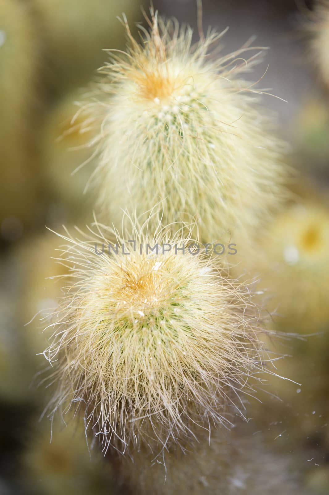 Detail of Old man cactus plants with long hairs