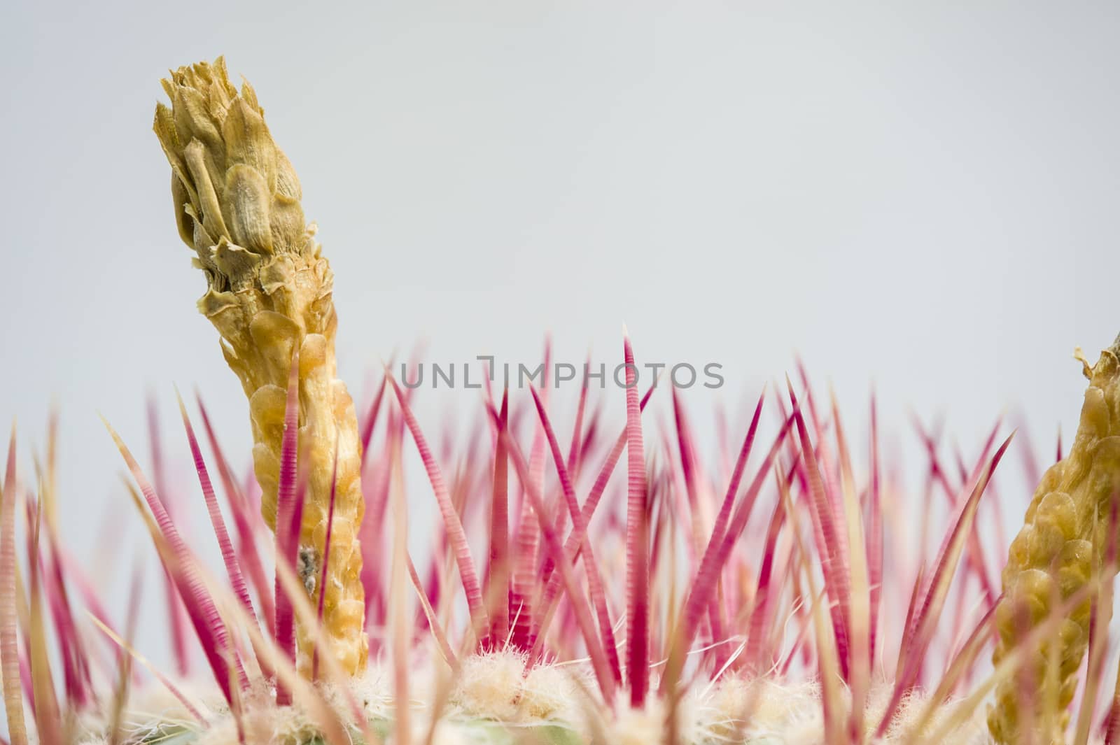 Flower spike of a cactus plant with long red thorns