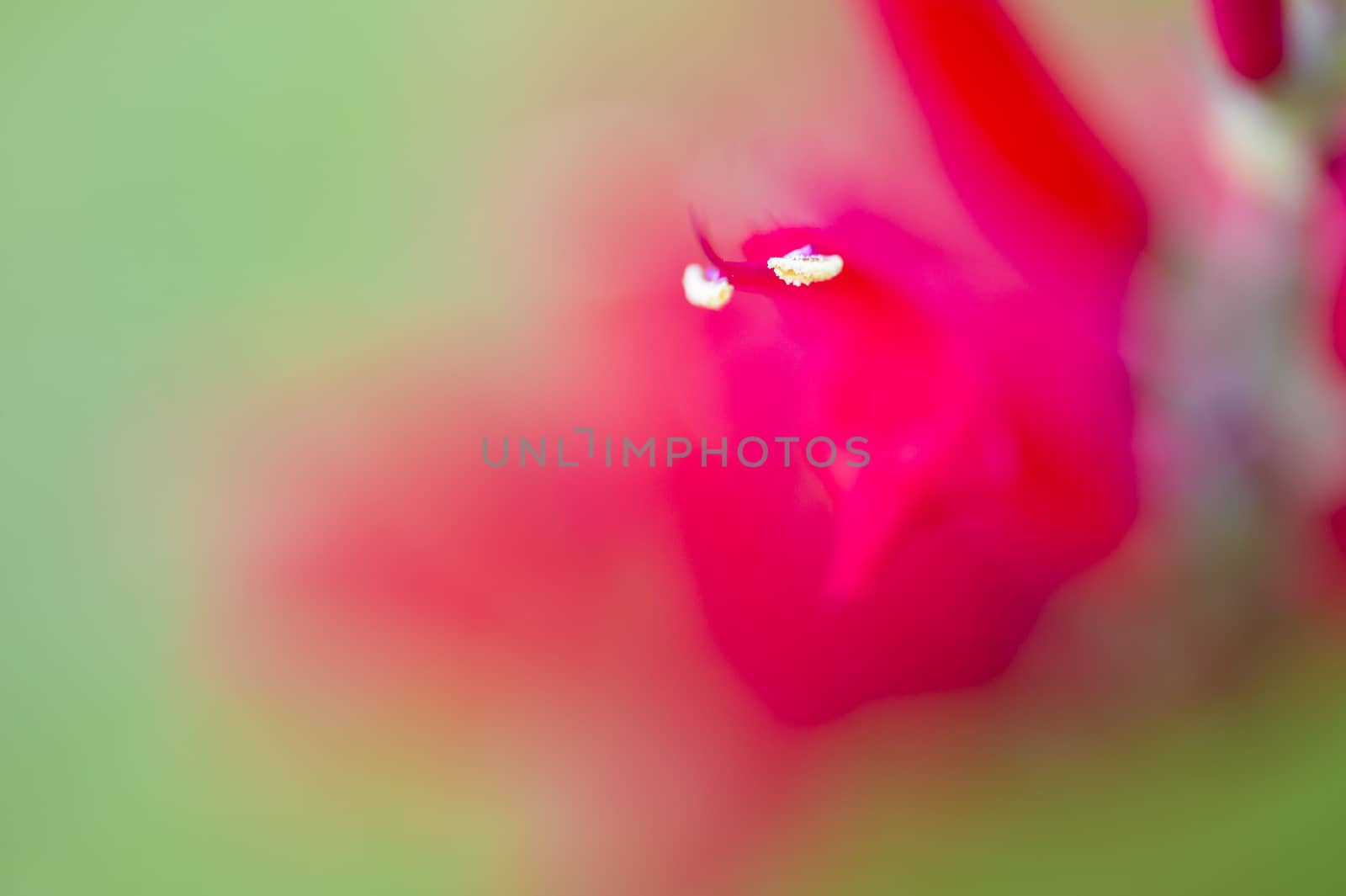 Detail of Pollen on stamen of flower with red petals
