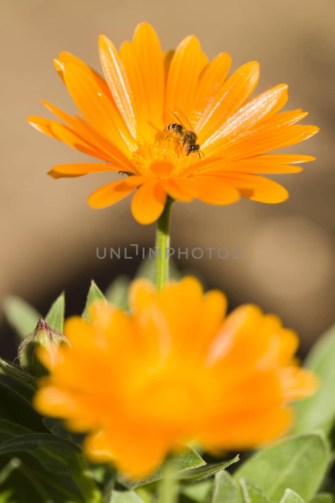 Bee on orange flower collecting pollen and nectar