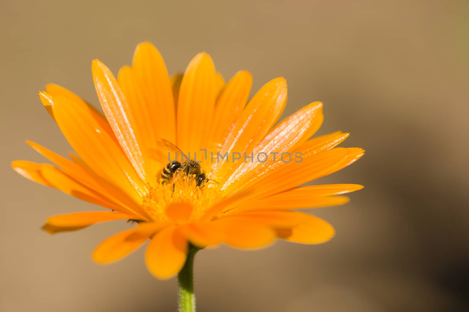 Bee on orange flower collecting pollen and nectar