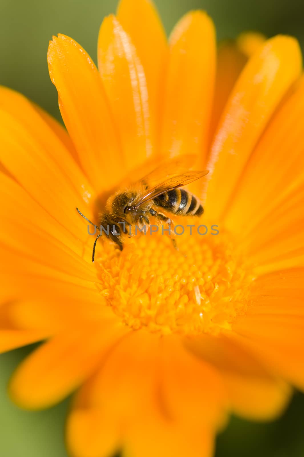 Bee on orange flower collecting pollen and nectar