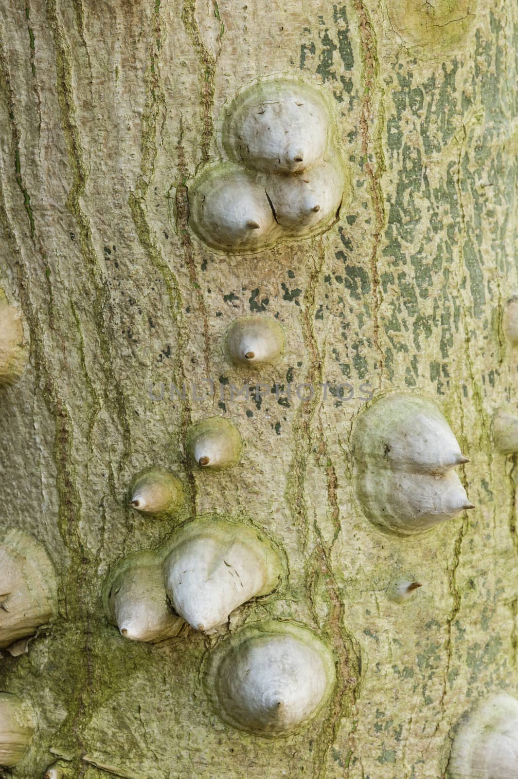 Massive thorns on bark of a tropical tree