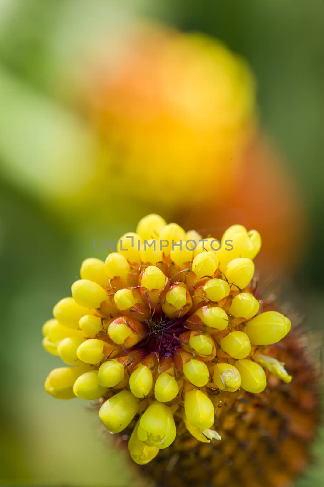 Flower spike with yellow petals of a tropical plant