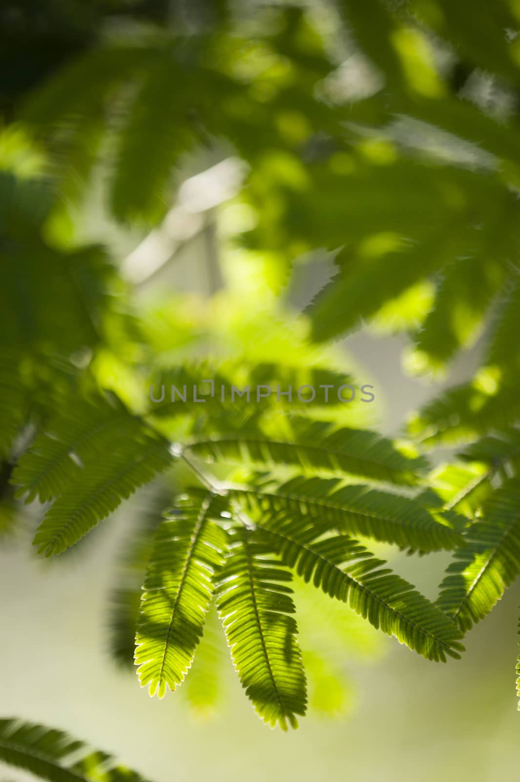 Tree green leaves with shape of feather under the sun