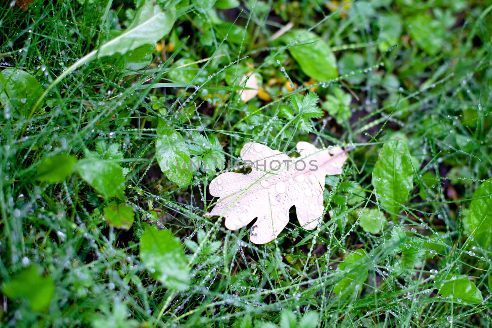 A brown oak leaf in wet green grass
