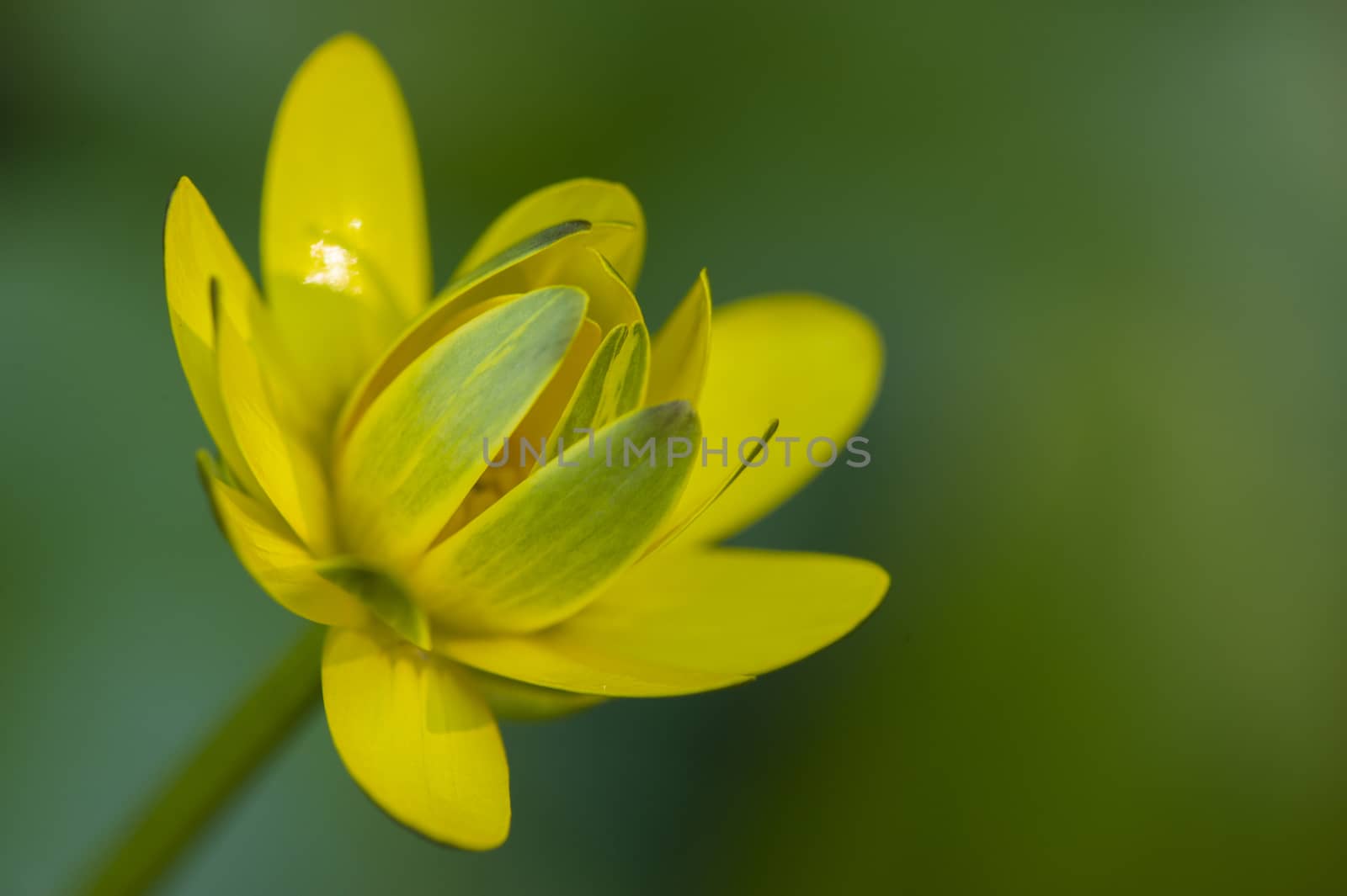 Golden button flower with yellow and green petals