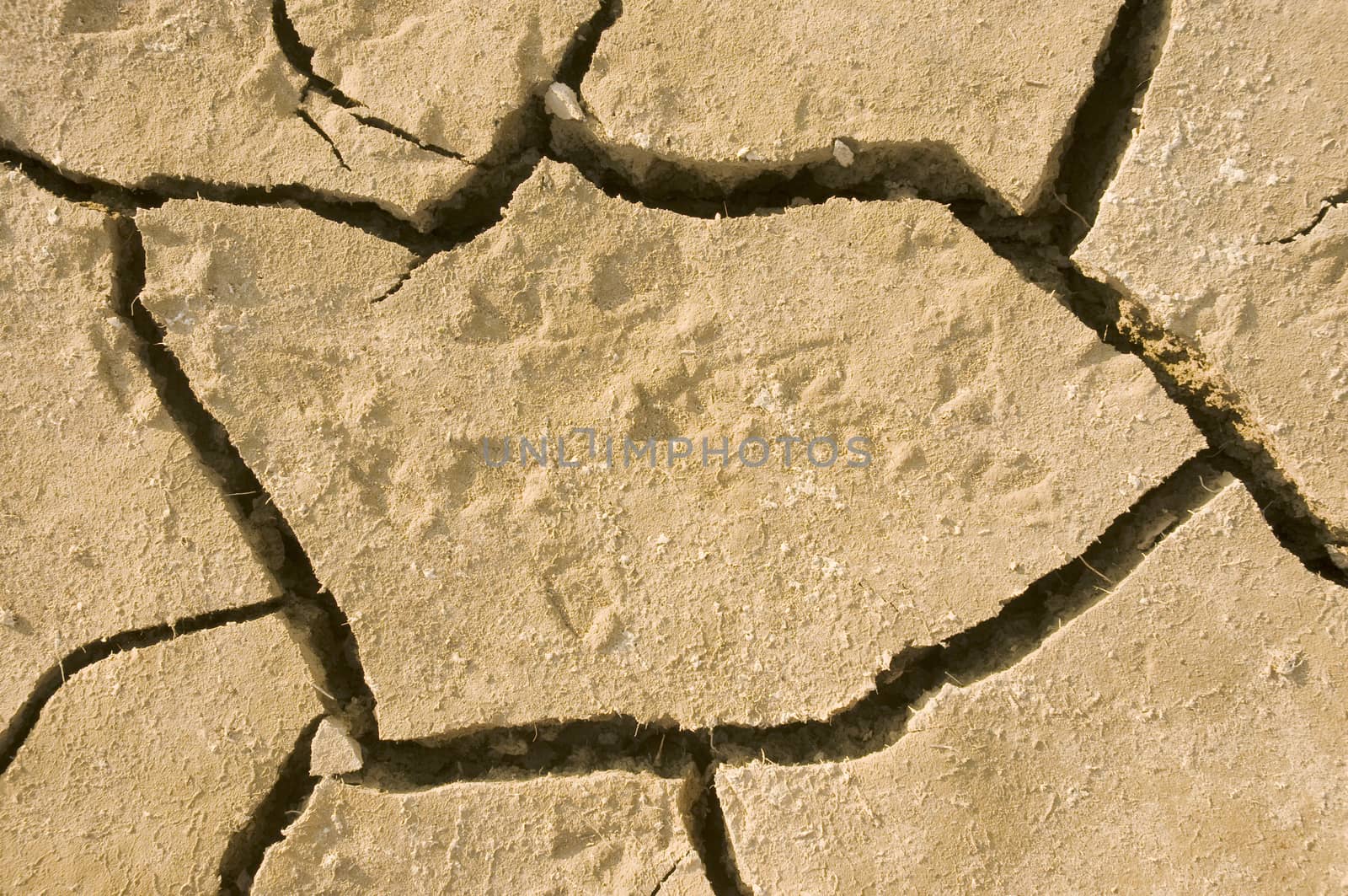 Animal footprints in dried earth