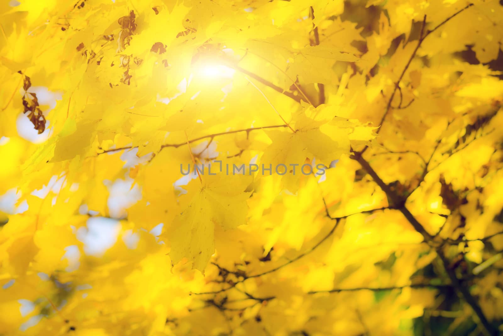 Golden autumn leaves by Fr@nk