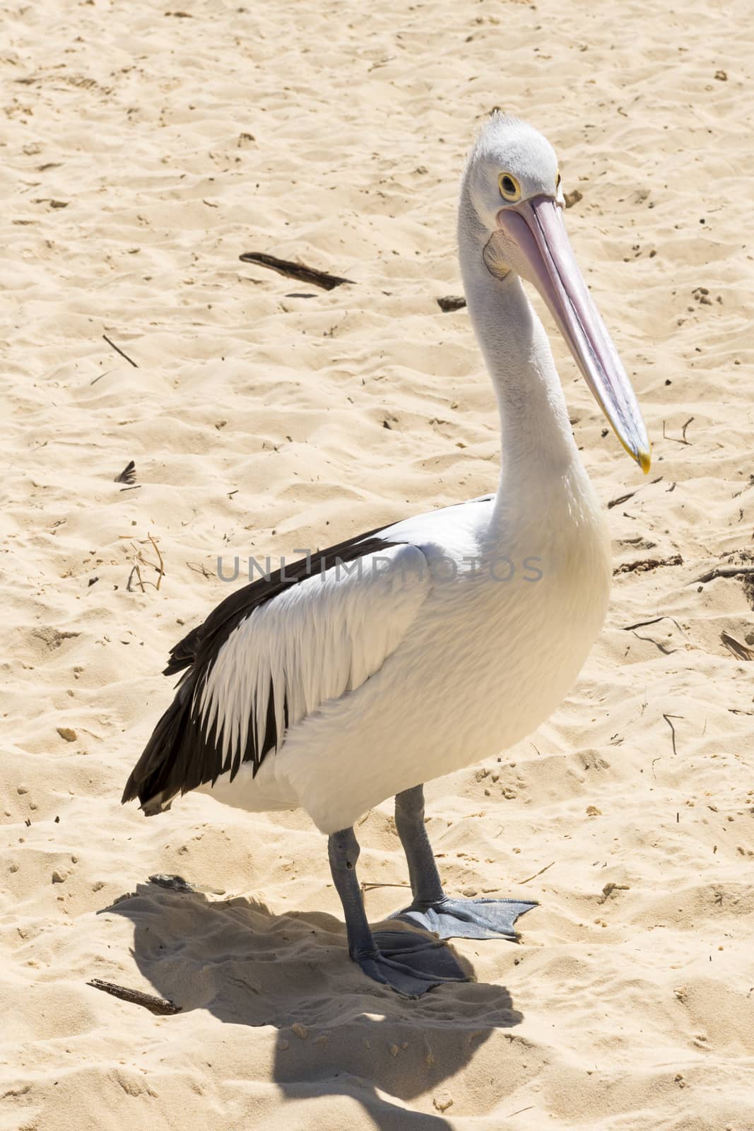 Pelican on the beach during the day at Tangalooma Island in Queensland on the west side of Moreton Island.