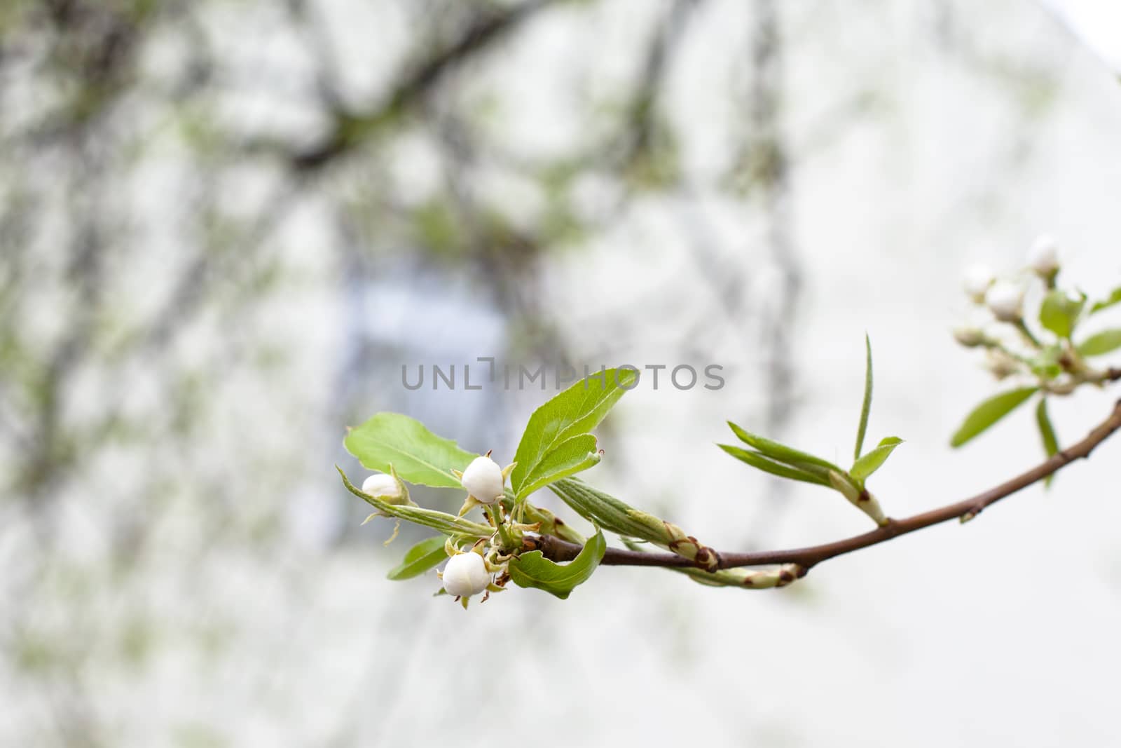 Small white apple flower burgeons on a branch
