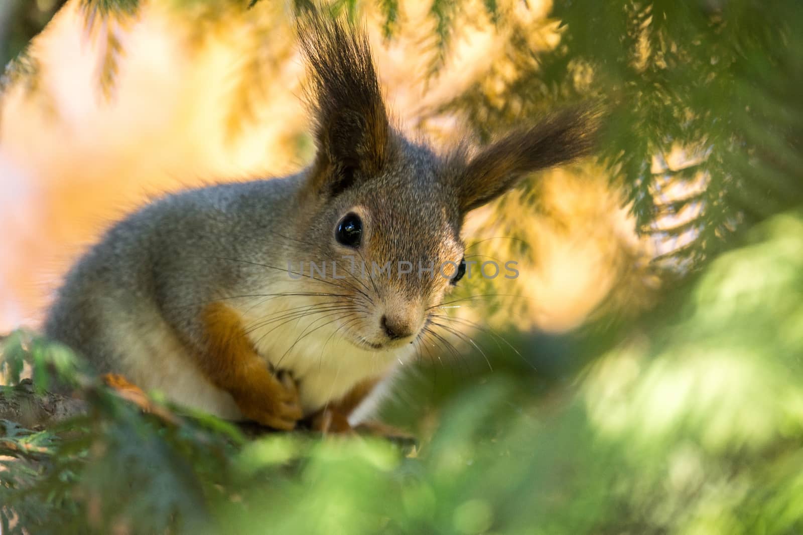 The photograph shows a squirrel on the tree