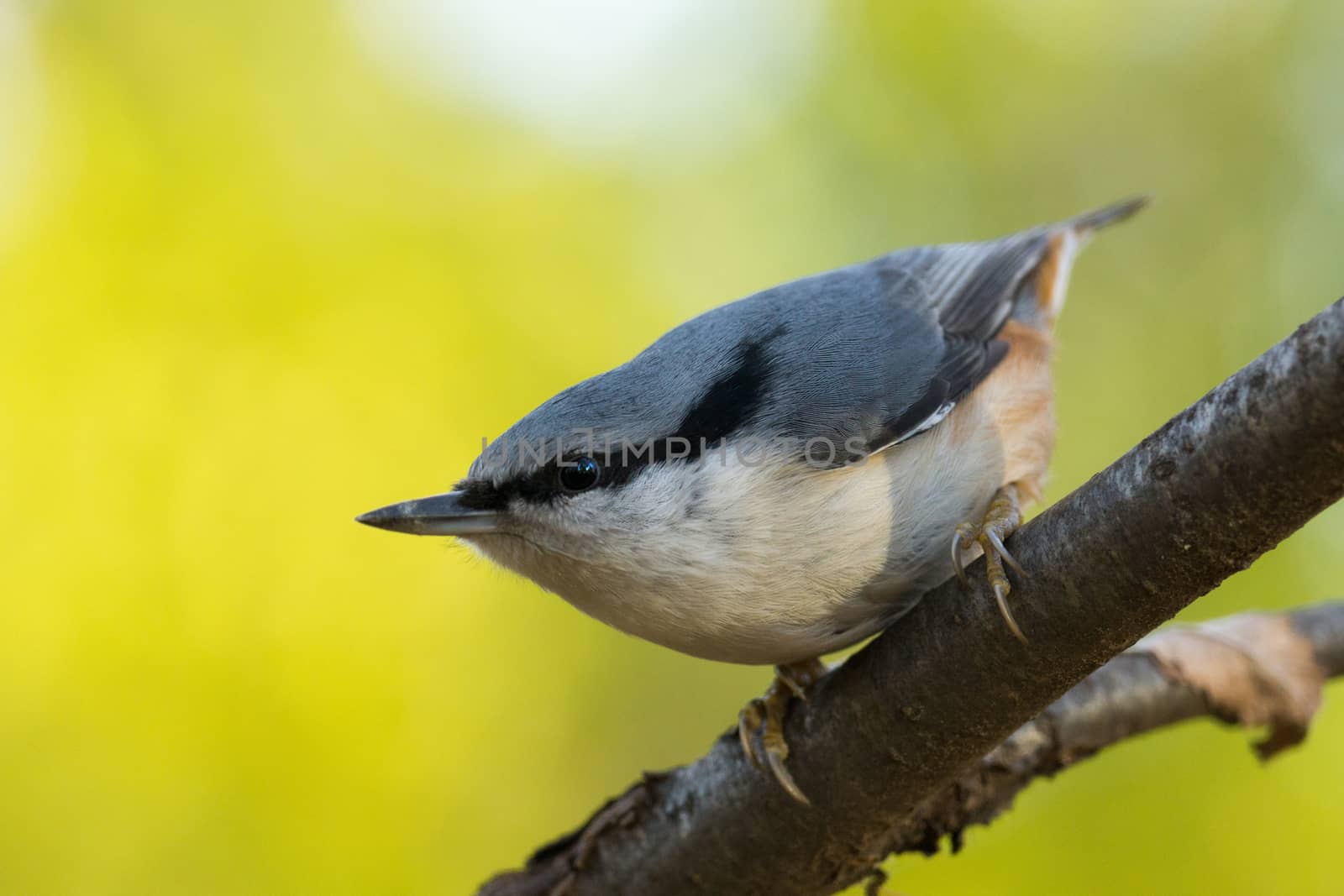 The photo shows a bird nuthatch eats seeds from the hand