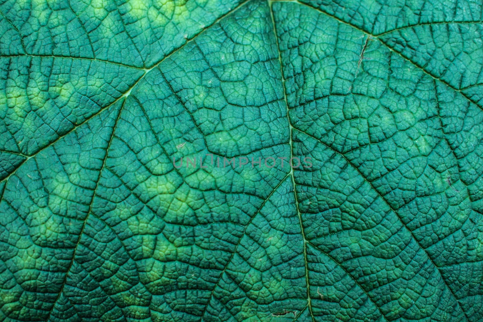 Green leaf in closeup.