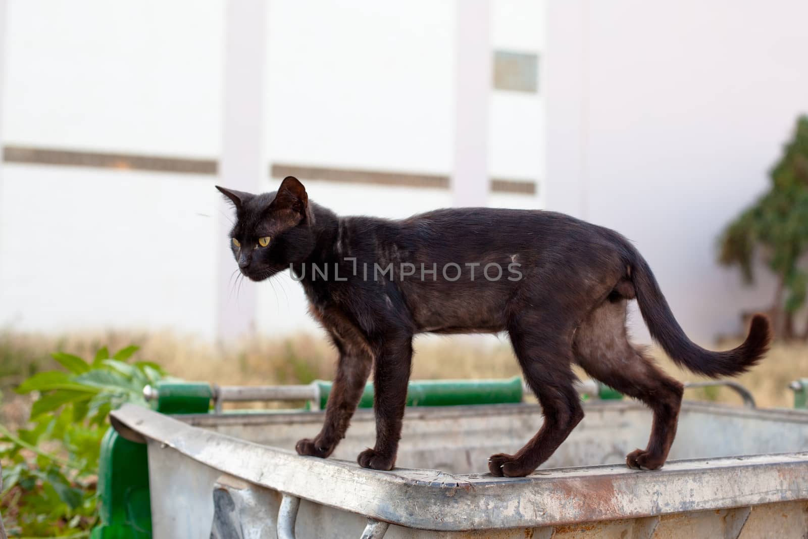 Walking black homeless cats on a trash can
