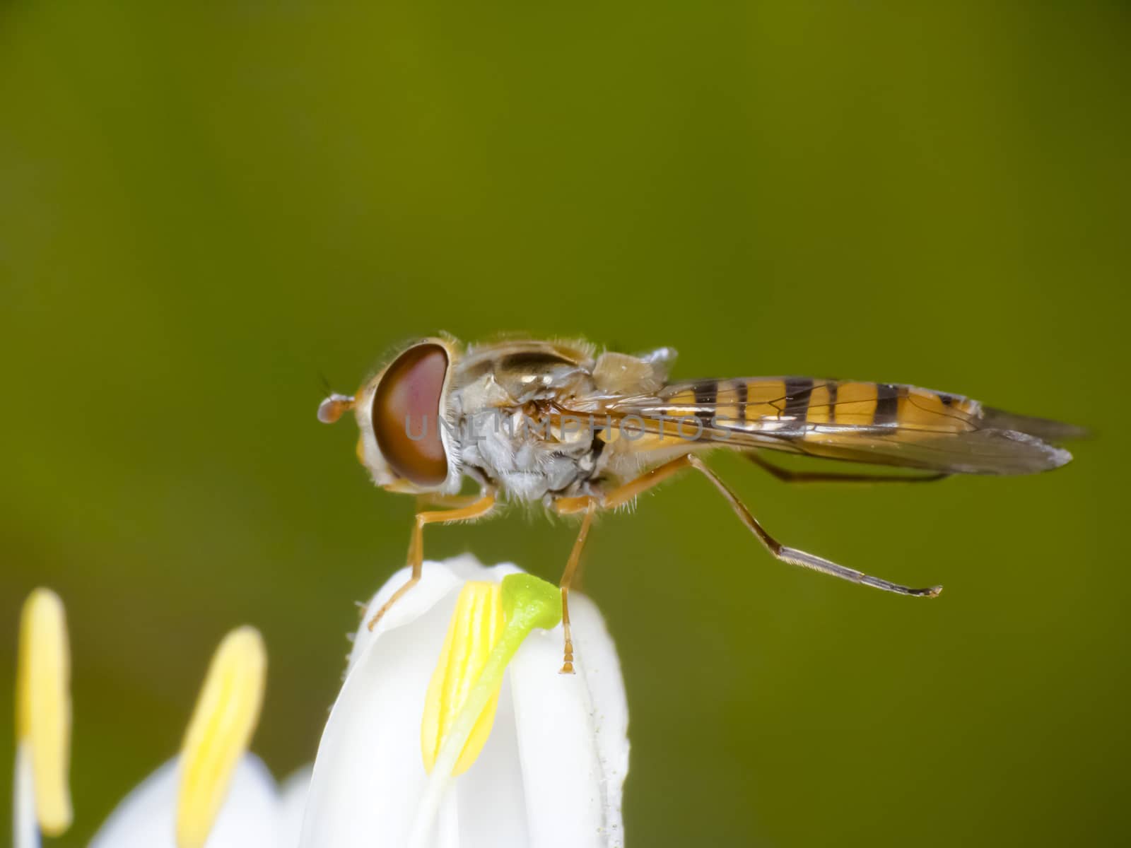 Hover fly resting on a flower