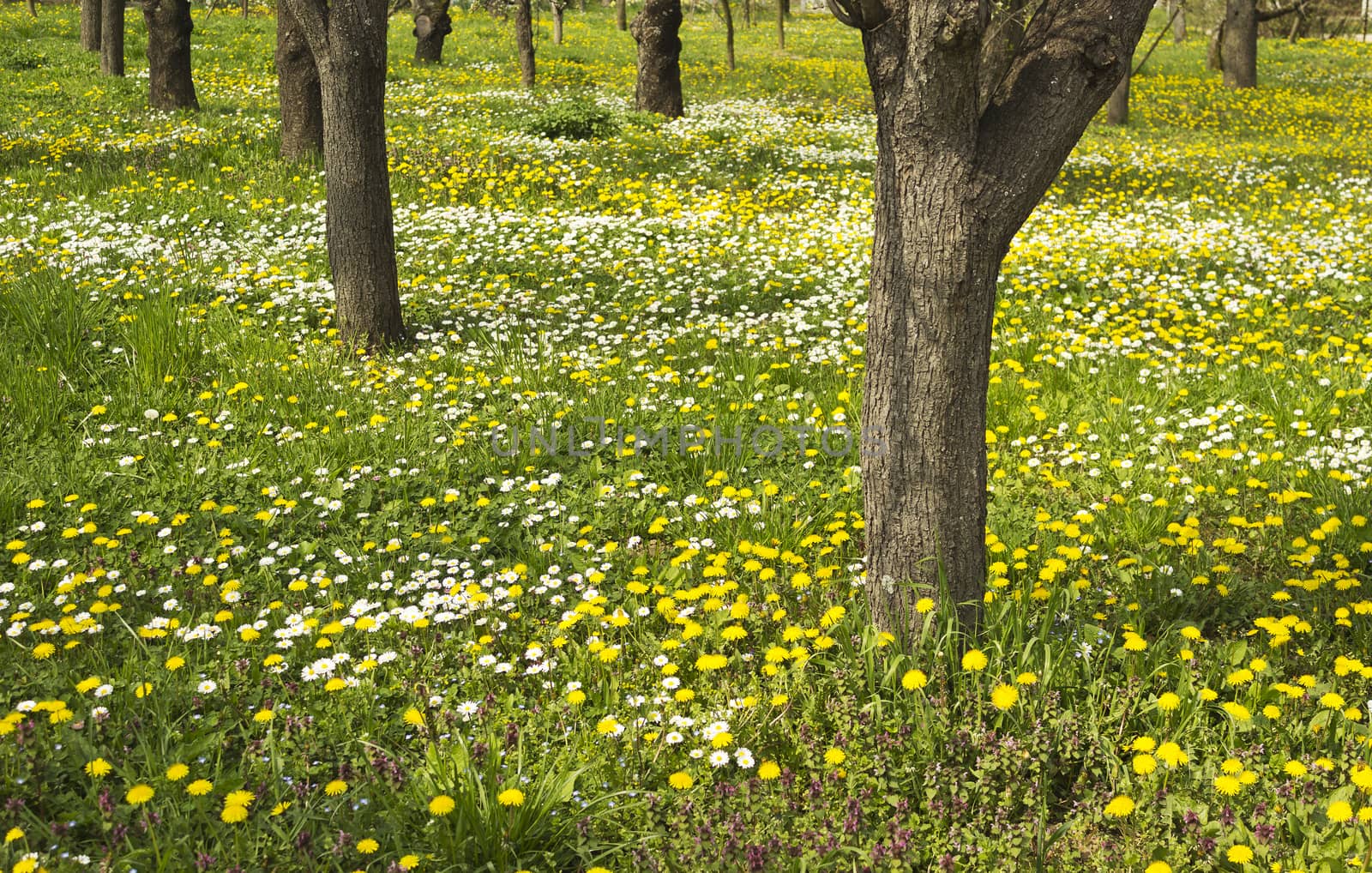 Old orchard in spring a meadow full of dandelions and white daises