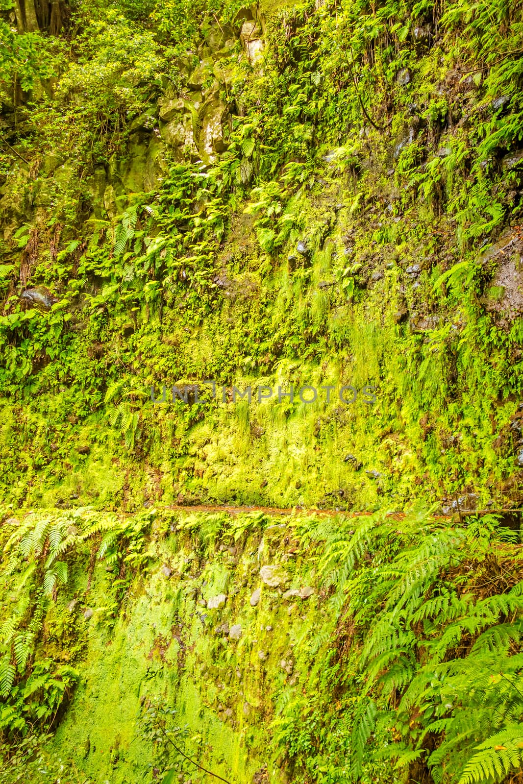 wall overgrown with moss near a levada on Madeira island