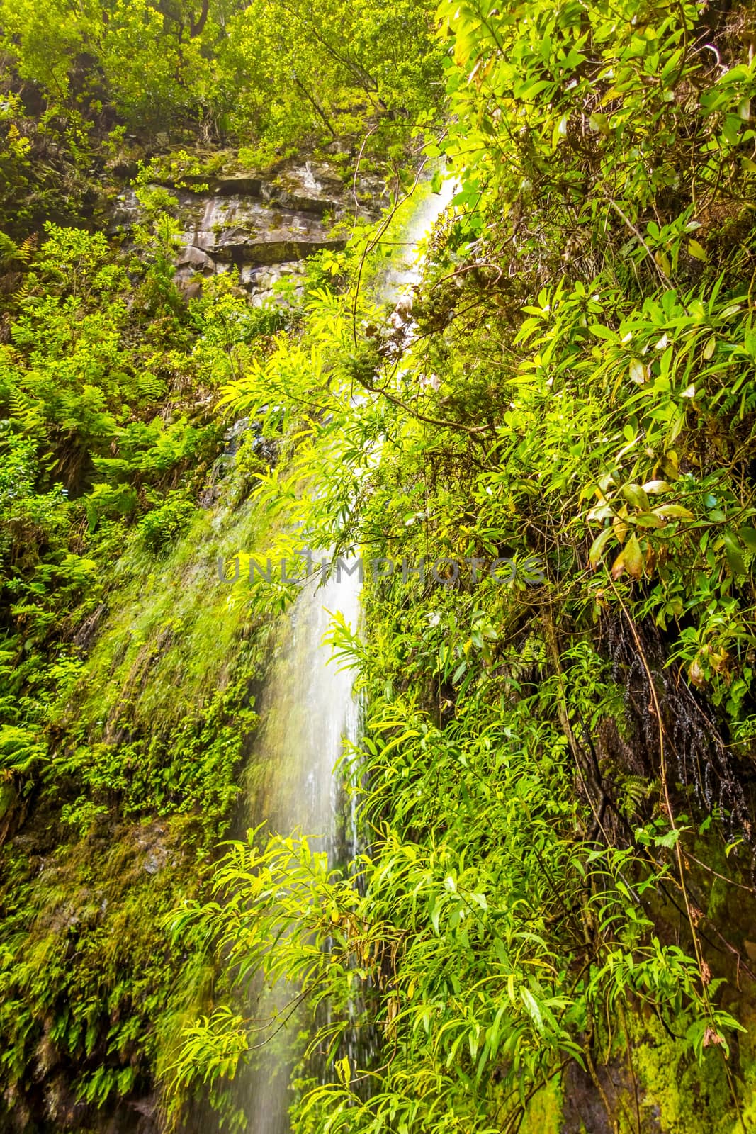 View of waterfall and greenish forest landscape on Madeira, the hiking and flower island