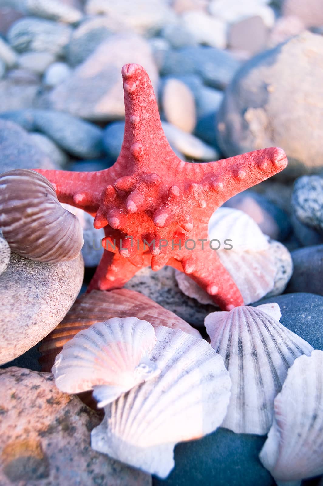 Starfish and shells with stones.