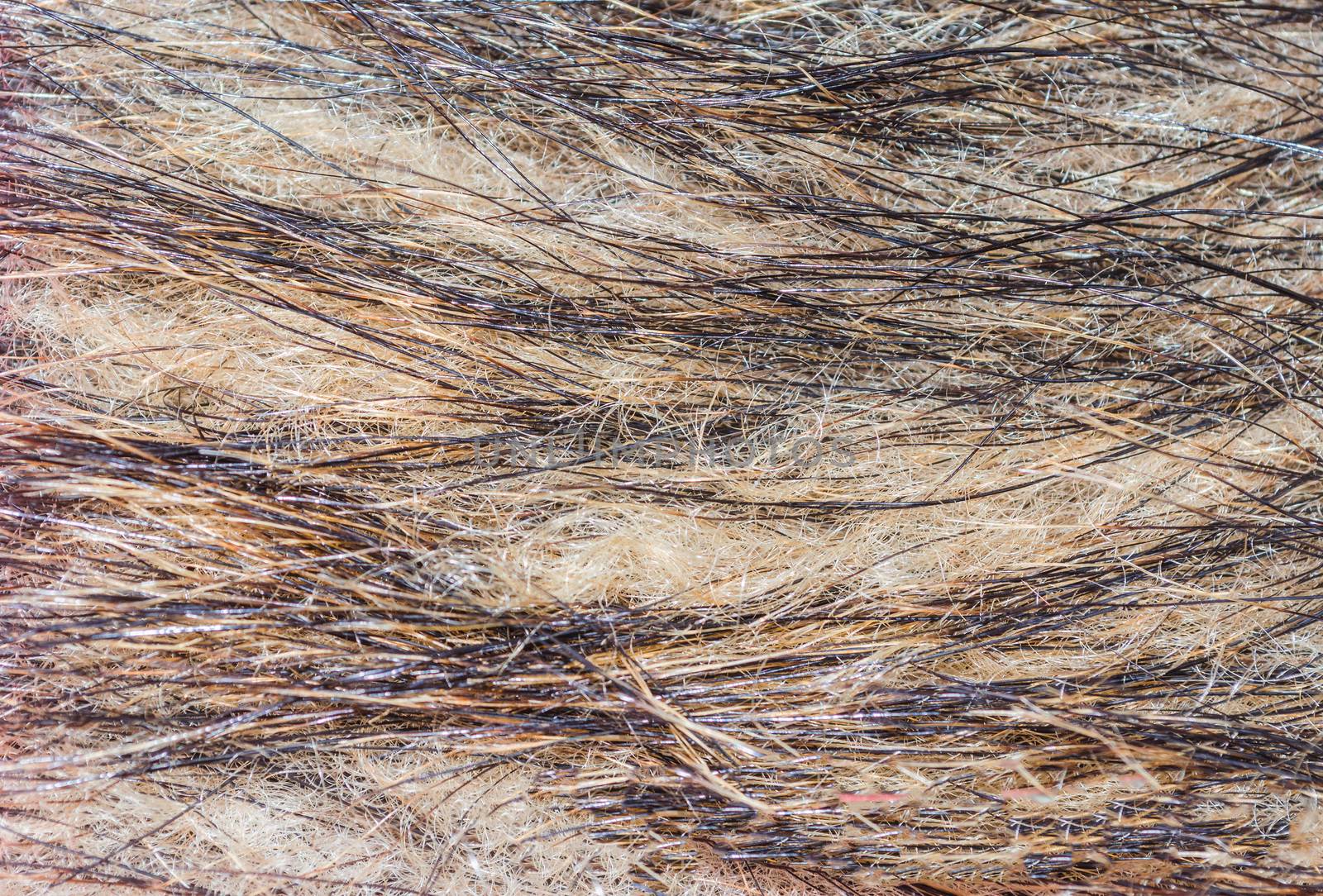 Closeup of a animal fur texture as background, texture.