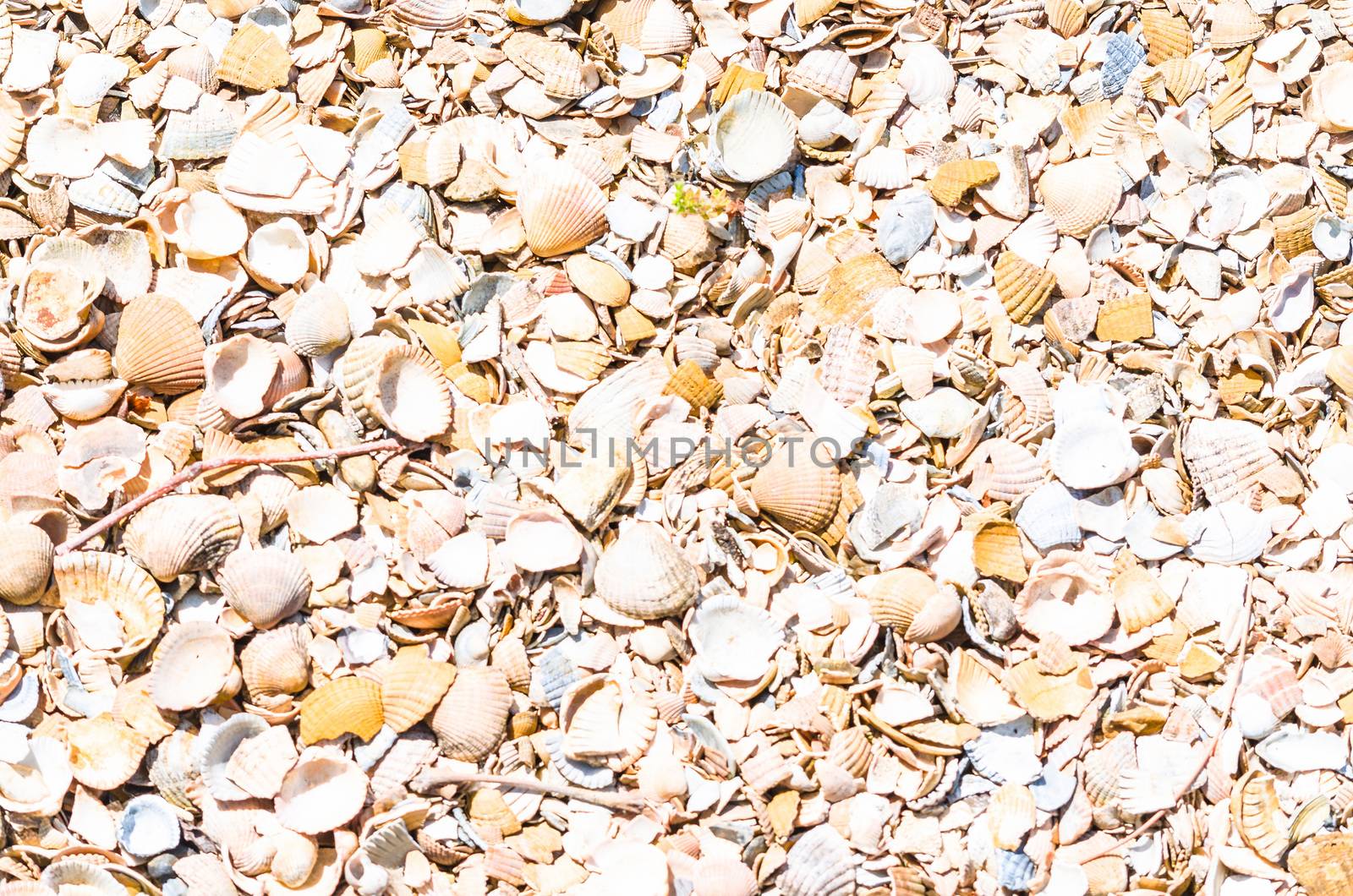 Shells on the beach. Ideal as a background image on the desktop