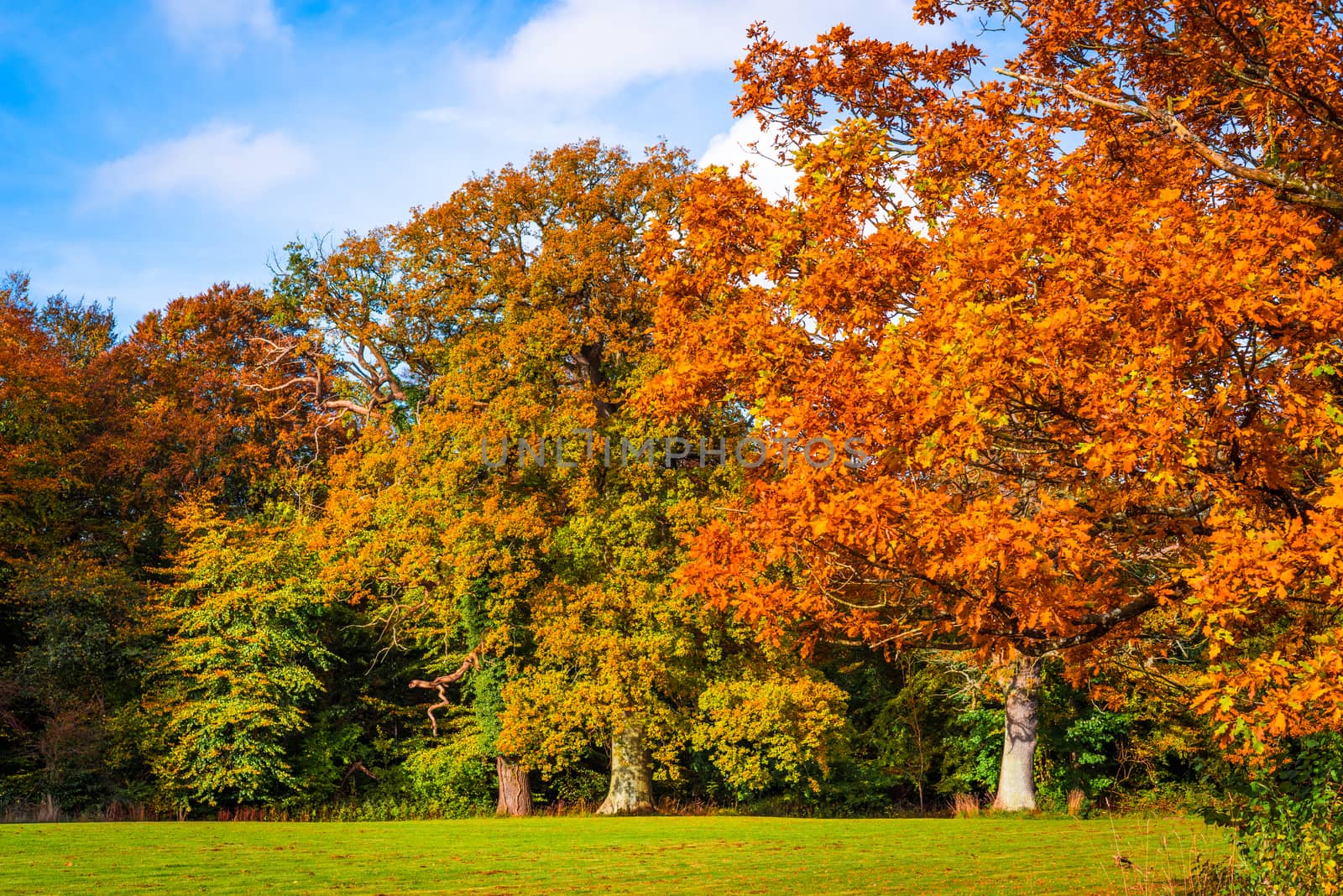 Trees in autumn colors in a park in daylight
