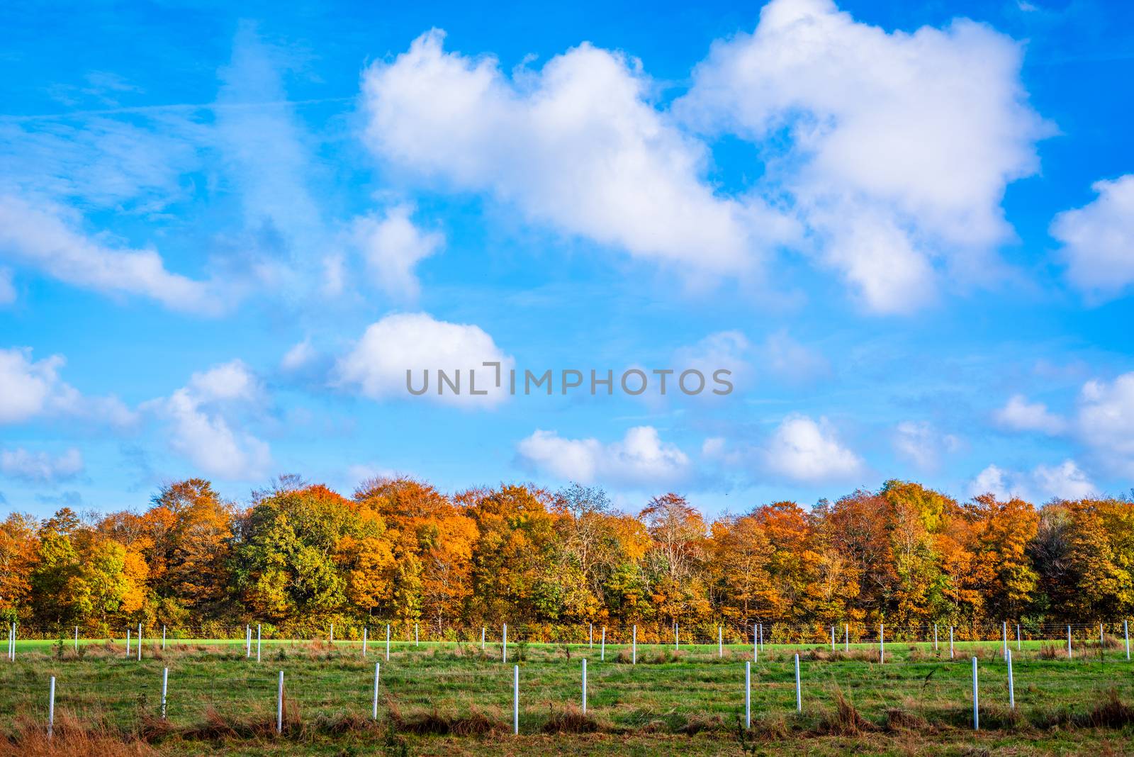 Fence in al andscape with trees in the autumn