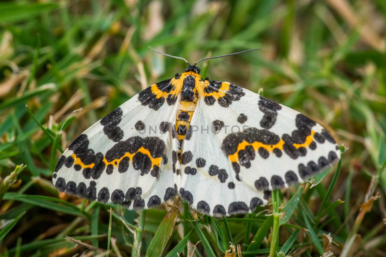 Abraxas grossulariata butterfly in the grass at summertime