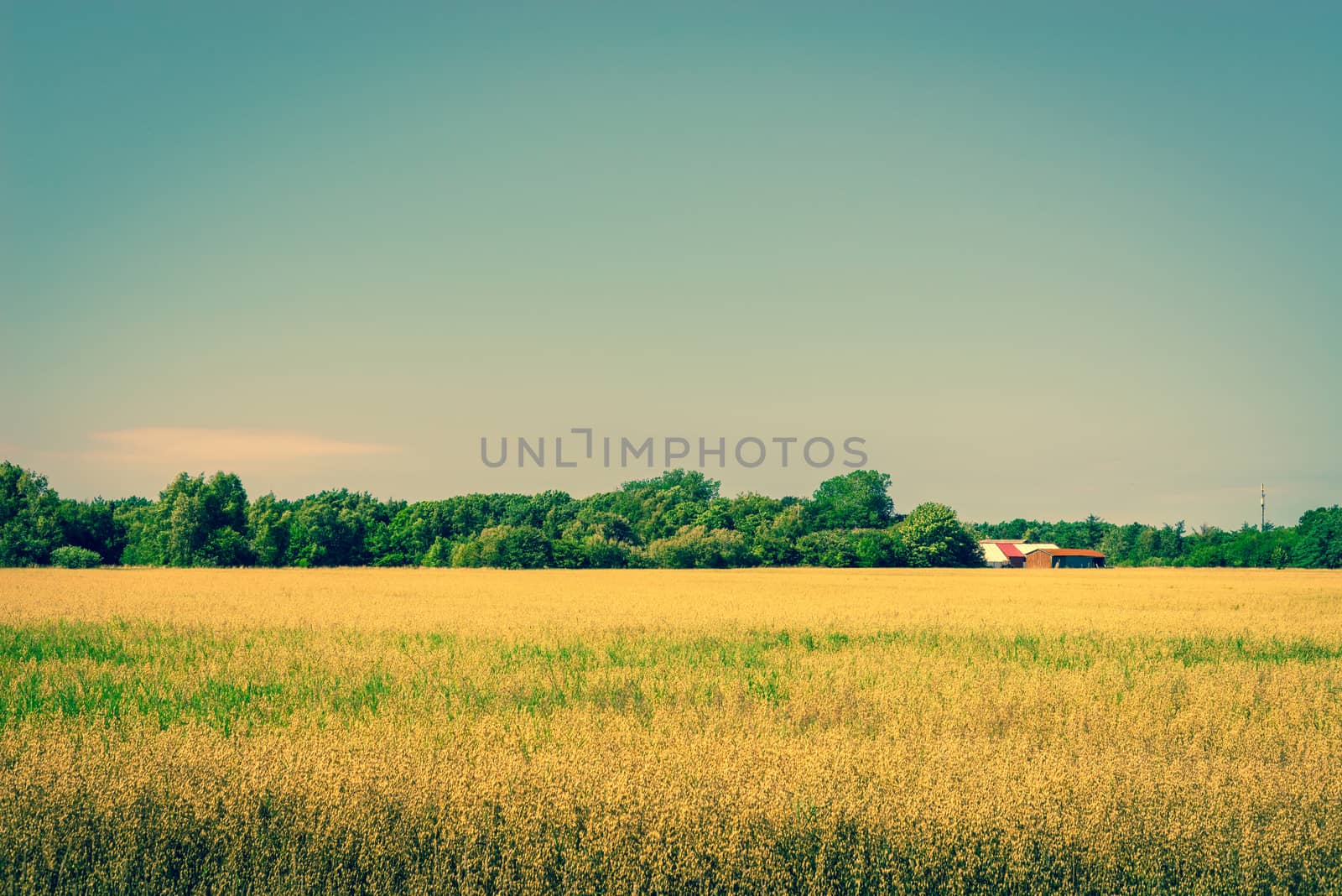 Golden crops on a field with a barn in the summer