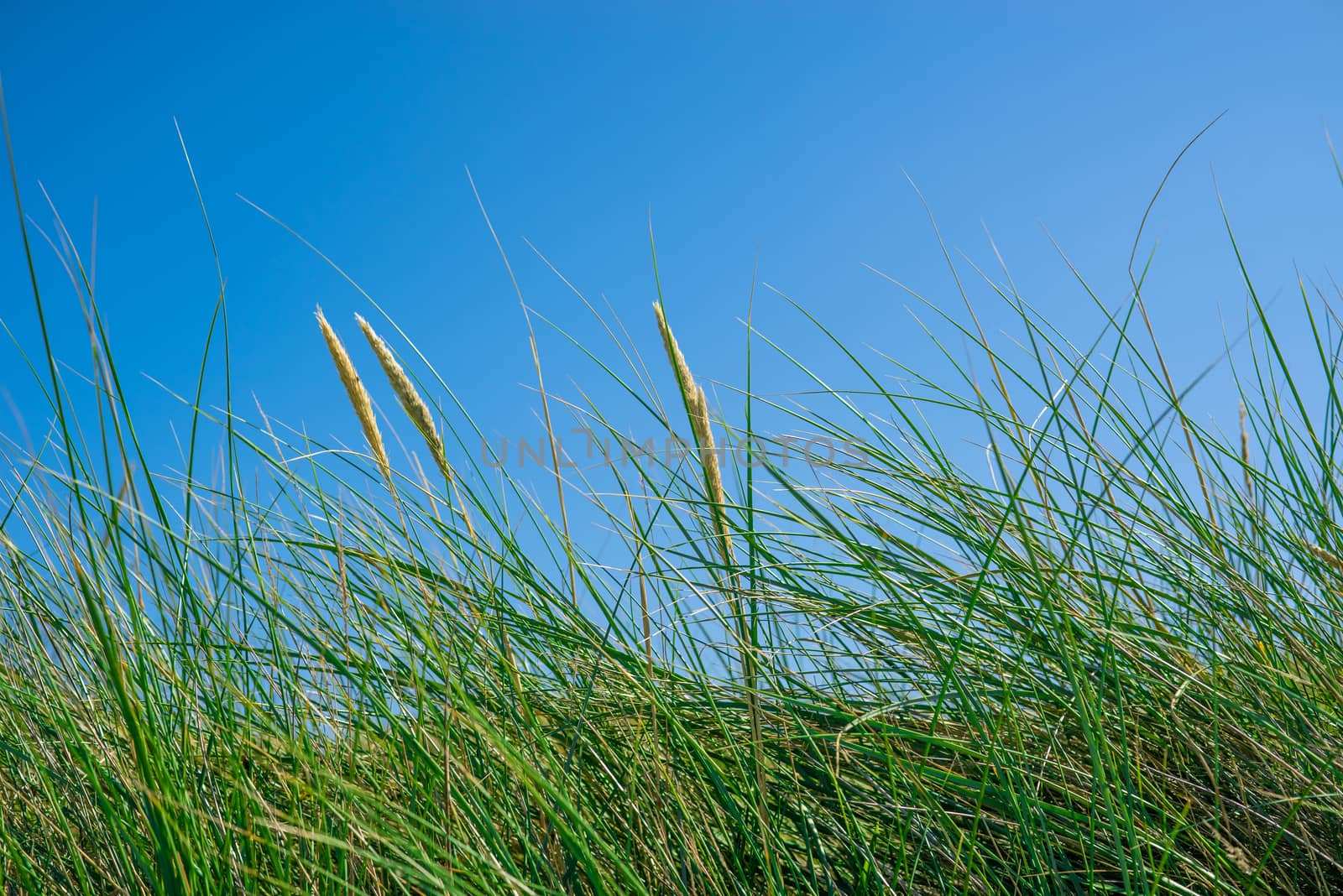 Tall green grass on a blue sky in the summer