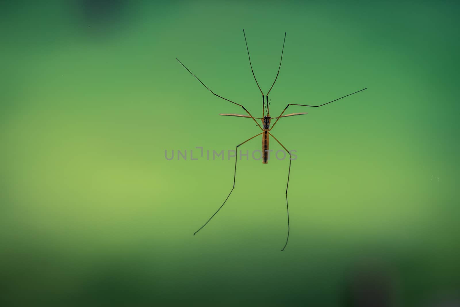 Large crane fly on a bright green background