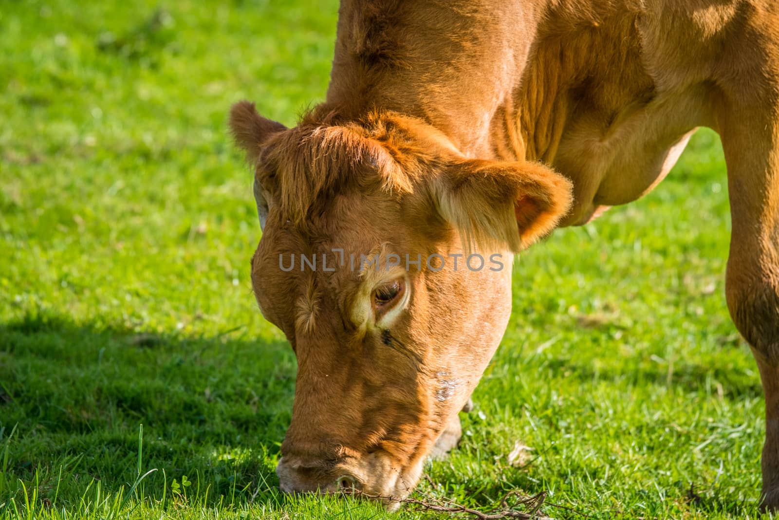 Close-up of a grazing cow on green grass