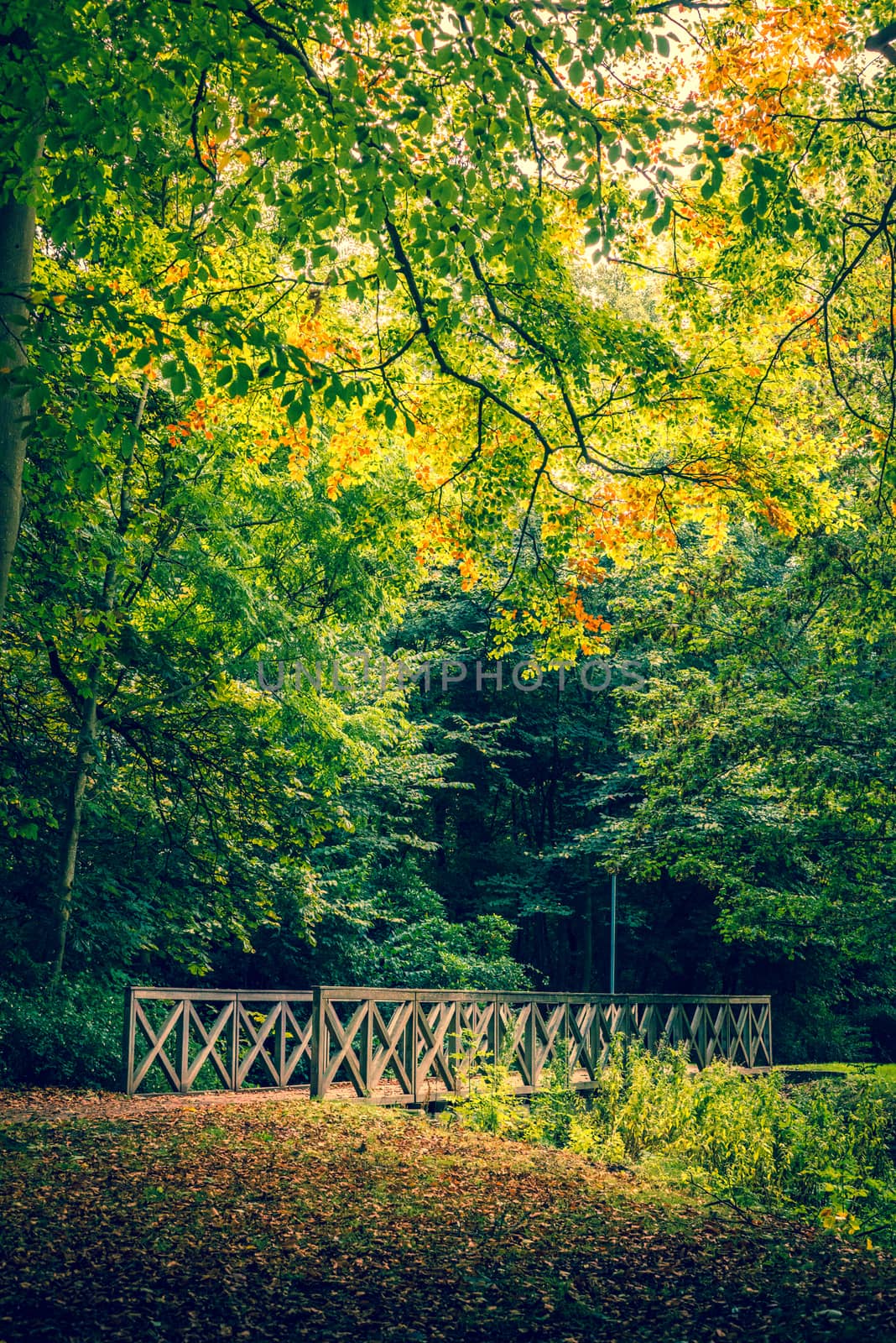 Autumn scenery with a bridge in the forest