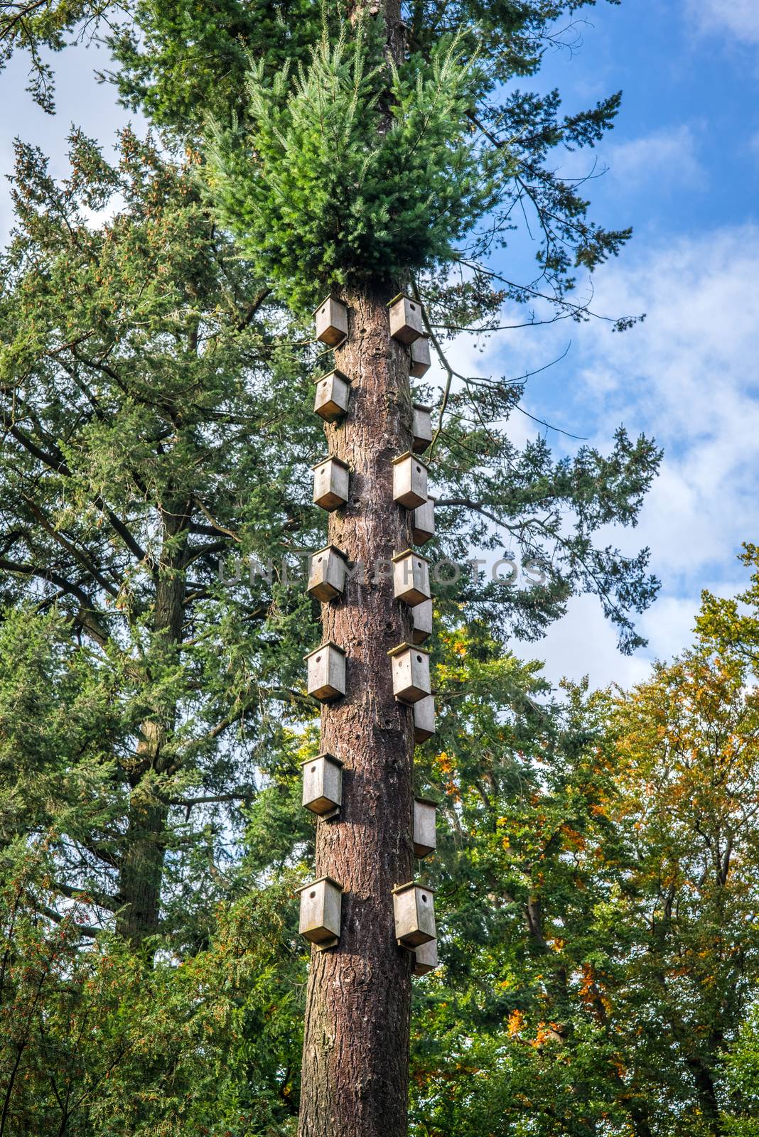 Many bird nests in a tall tree in the forest