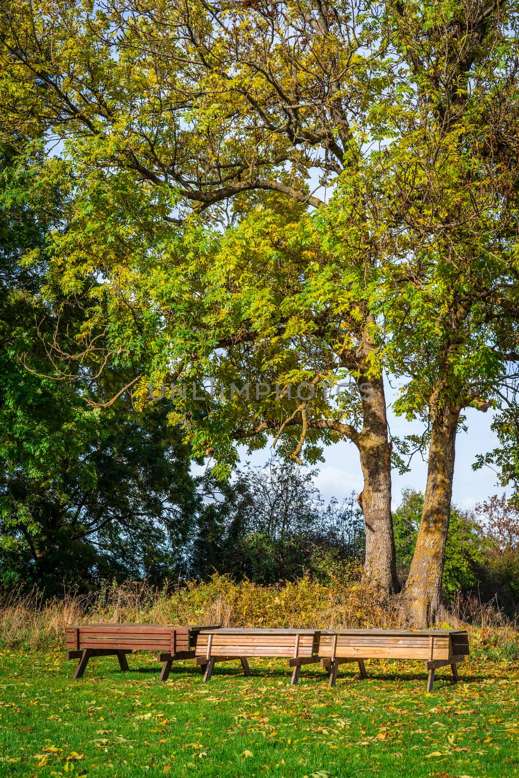 Park in the autumn with tree benches