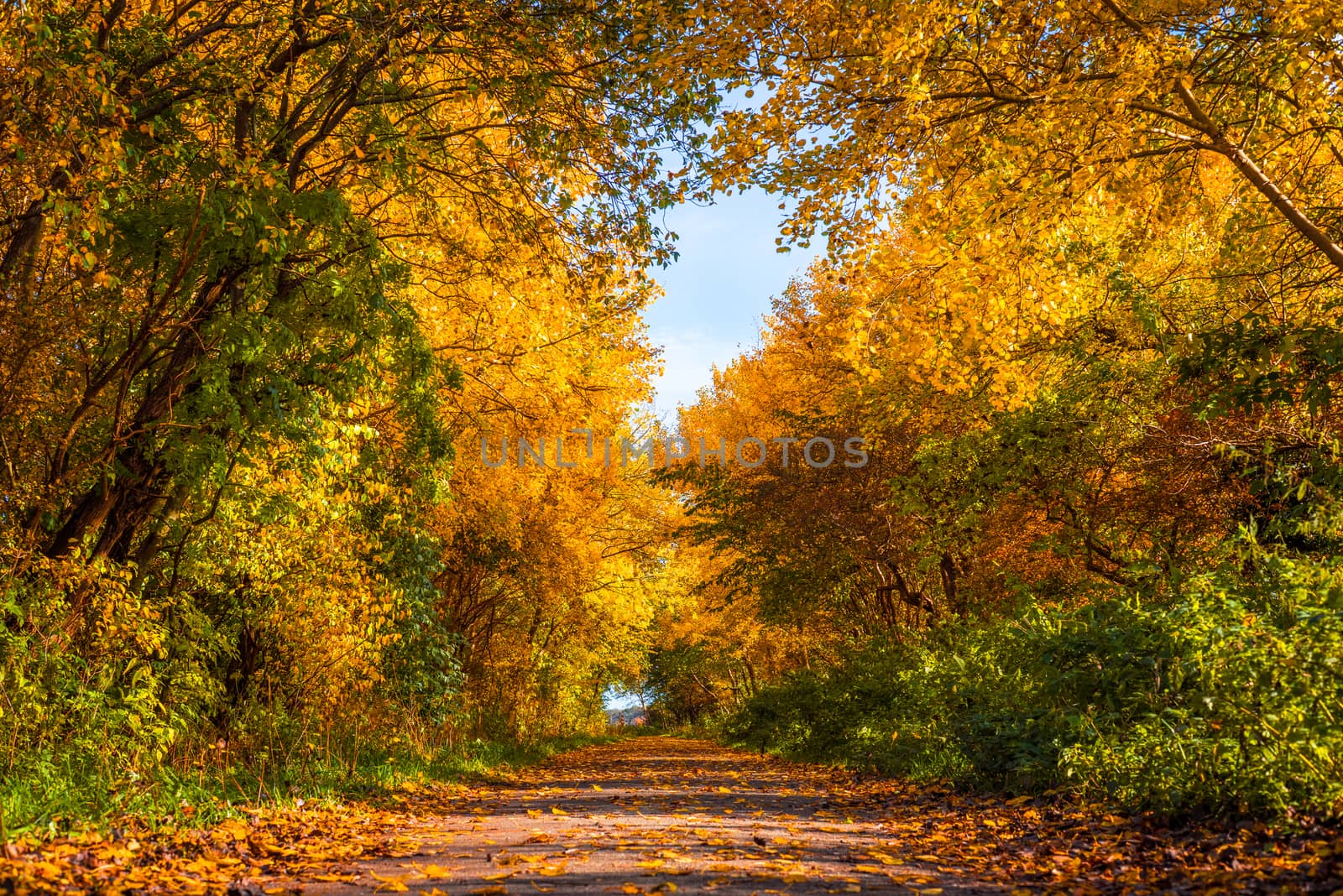 Nature path with trees in autumn colors