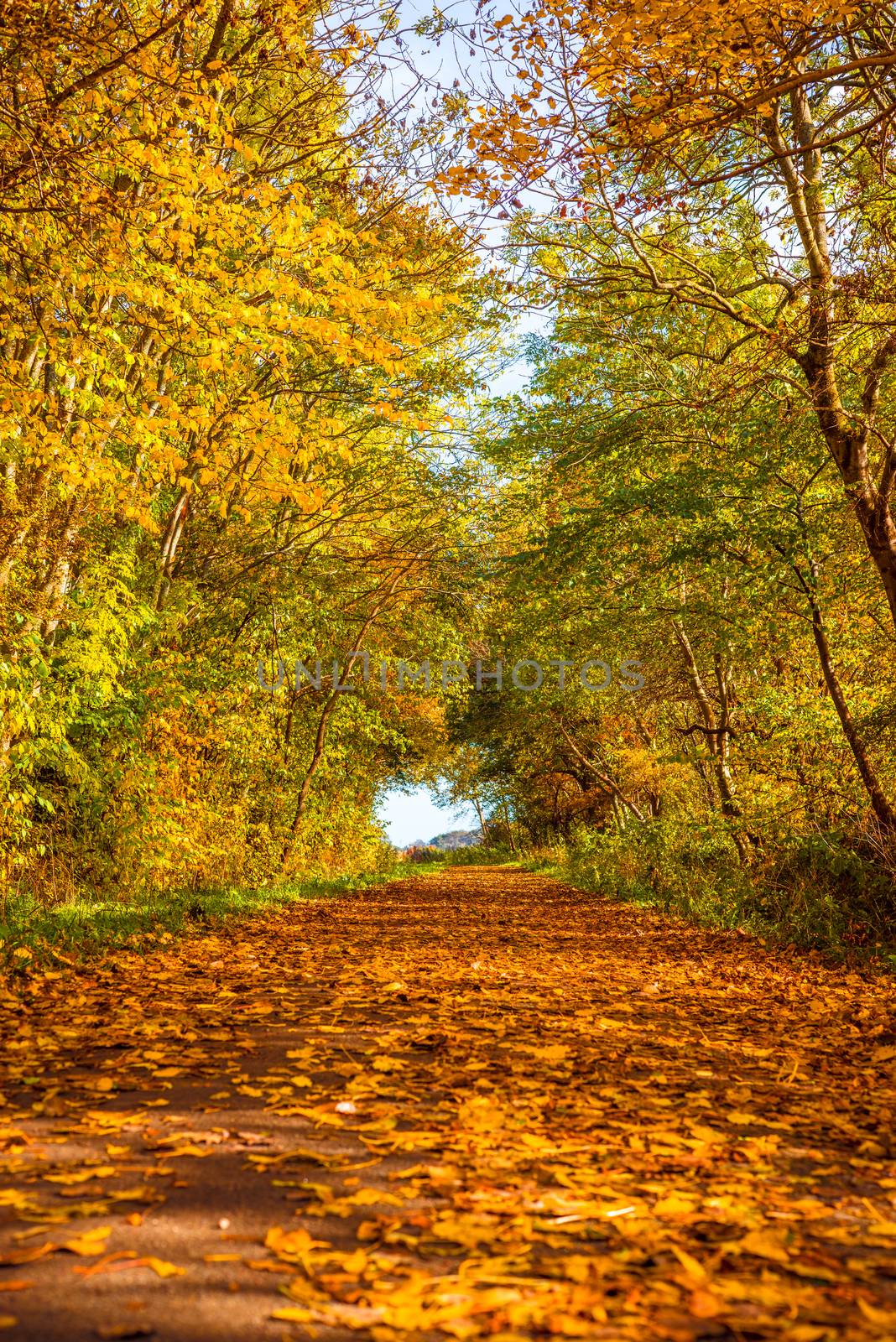 Autumn leaves on a path in the forest