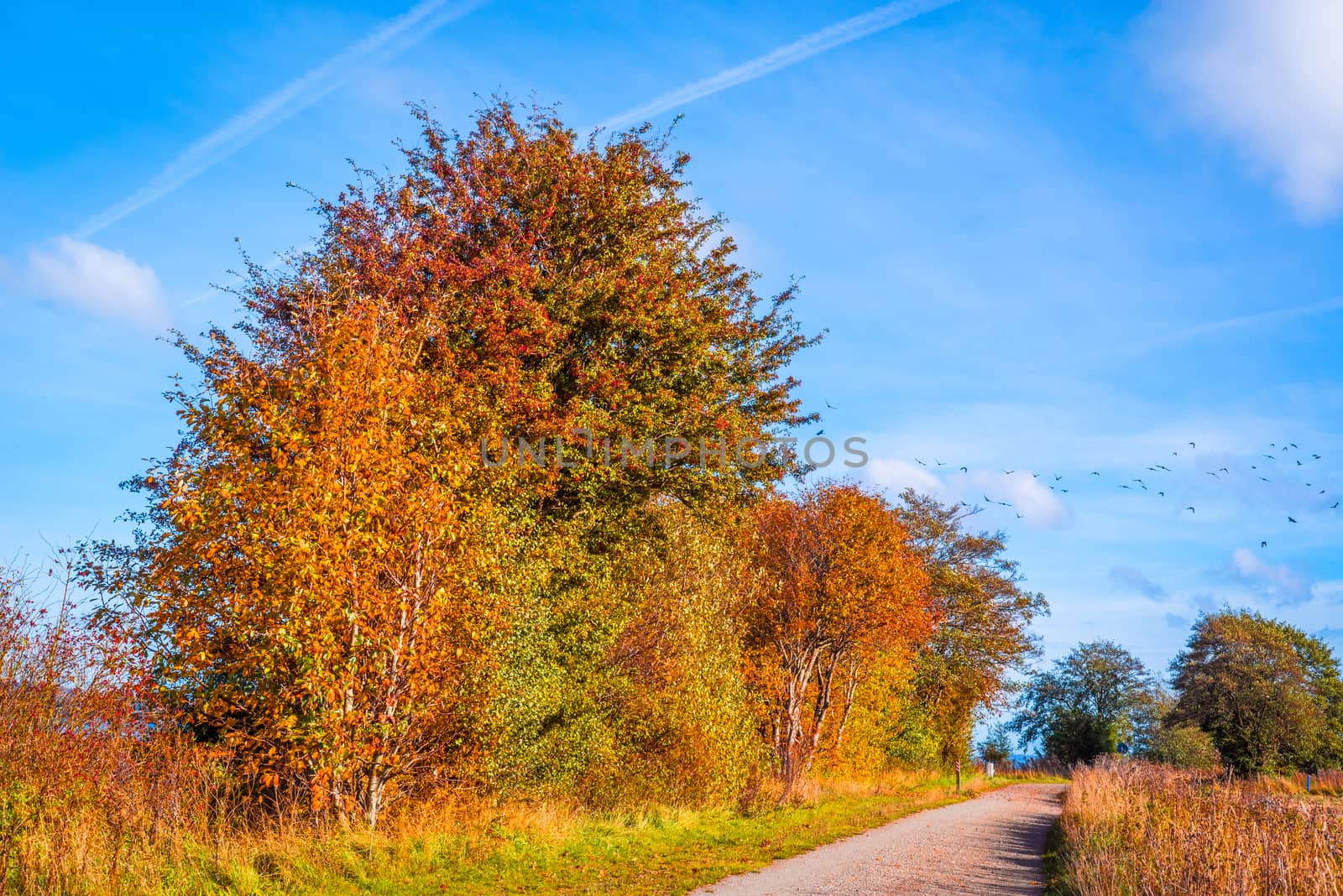 Path going through a autumn landscape with colorful trees
