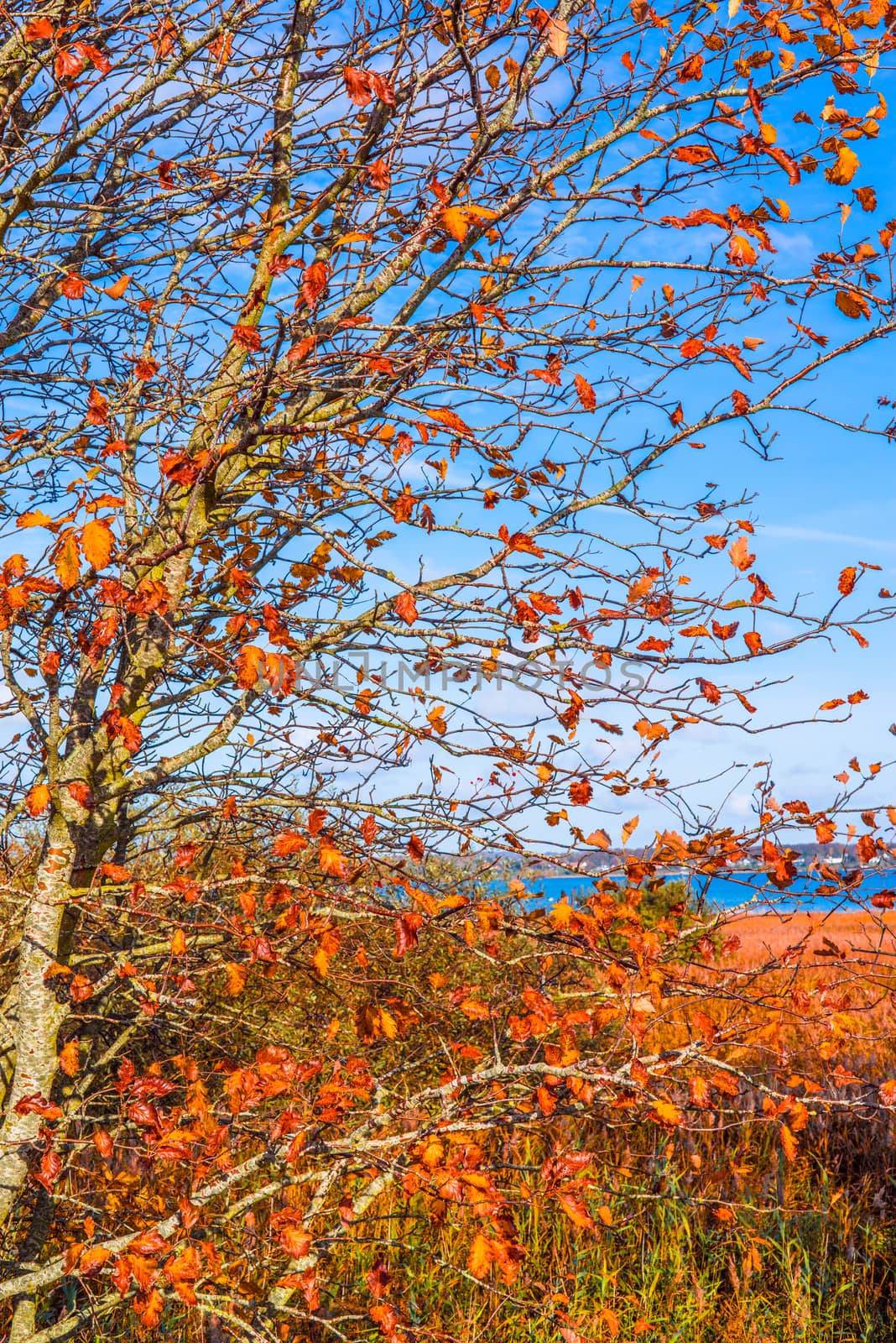 Red leaves on a tree by Sportactive