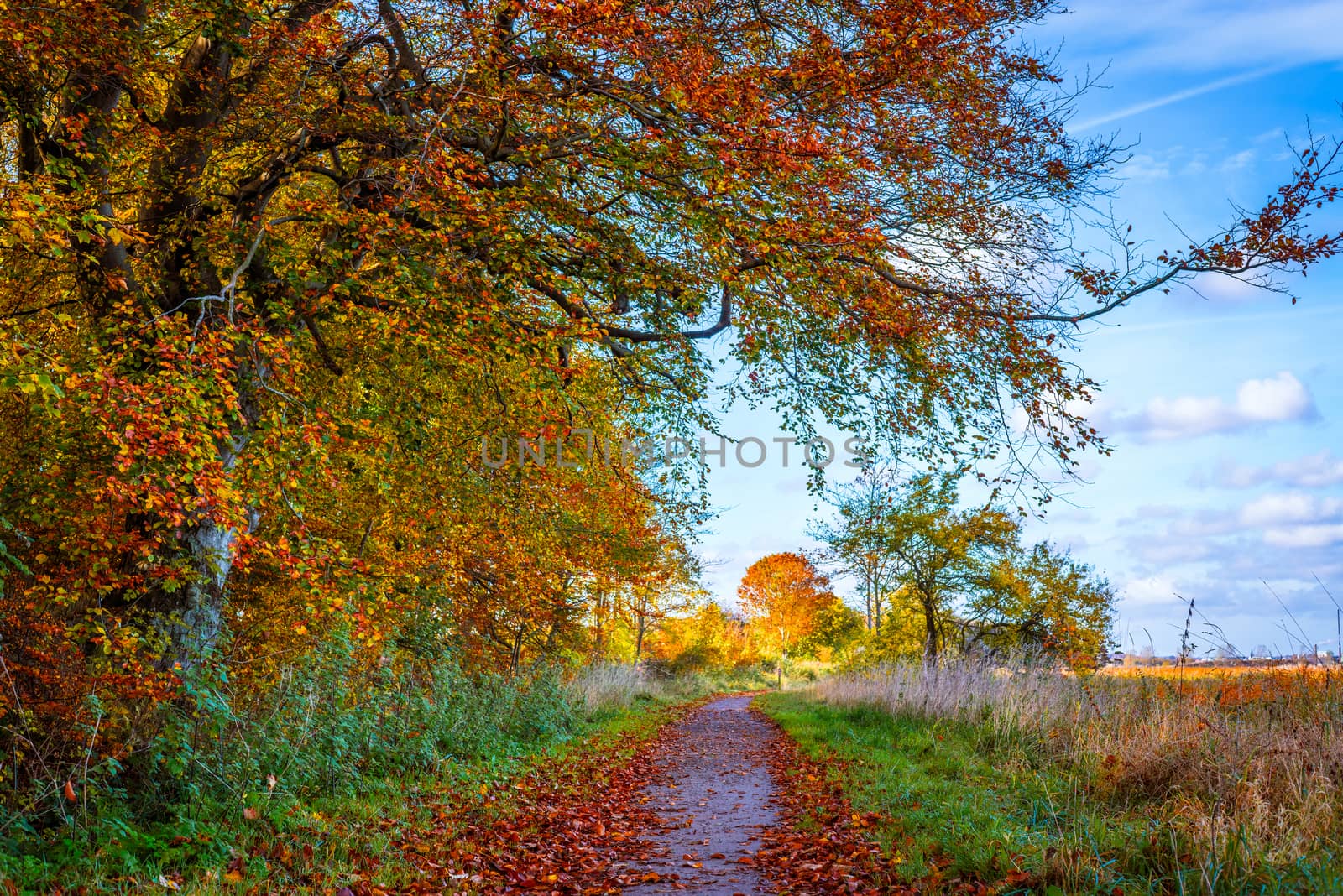 Nature path in the fall with colorful trees