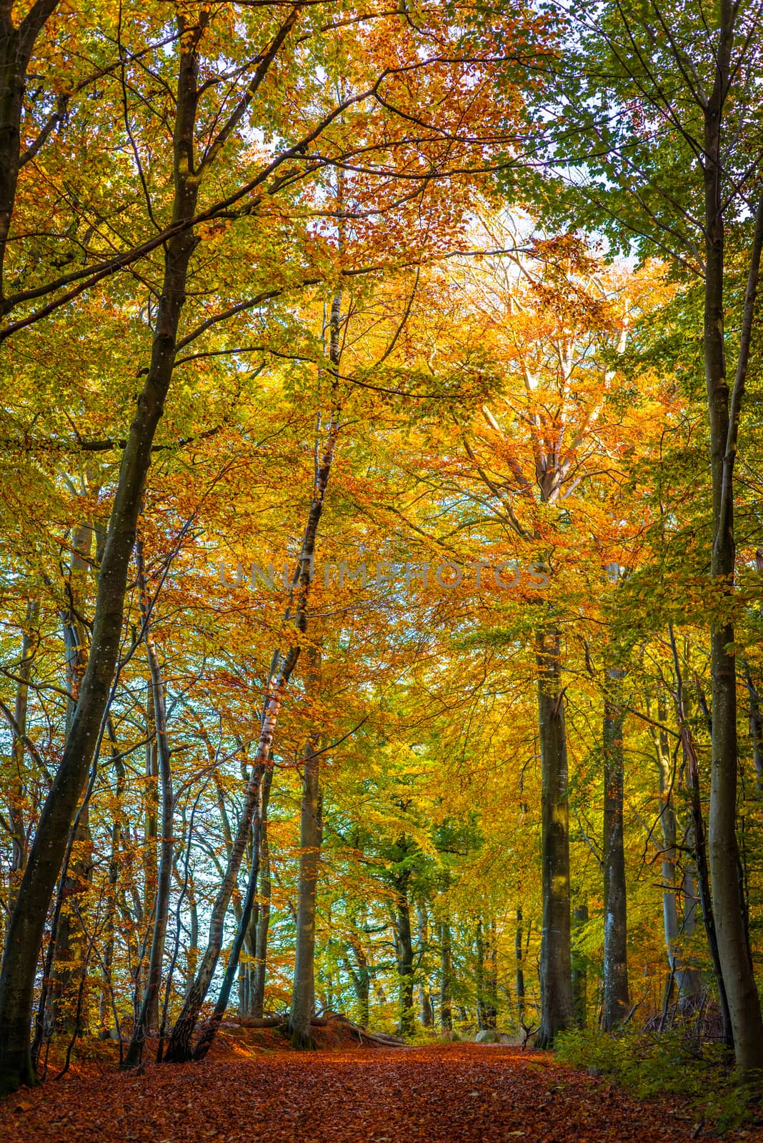 Tall trees with awrm colors in a forest at autumn
