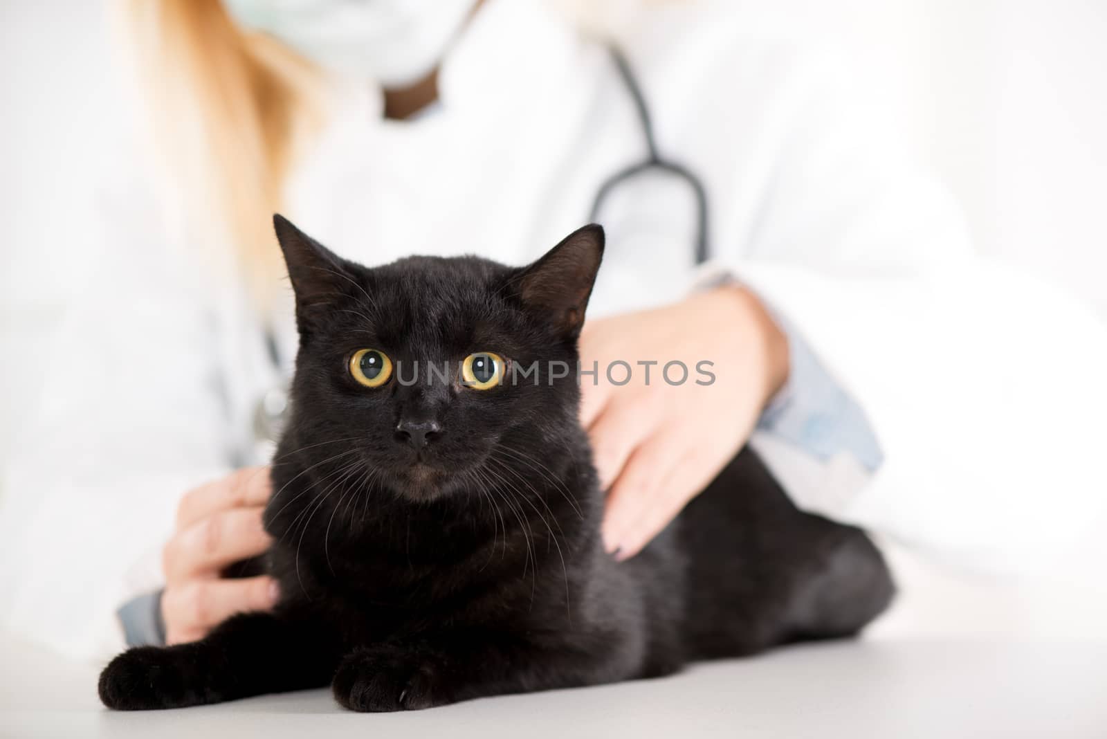 The veterinarian is examining the black domestic cat.