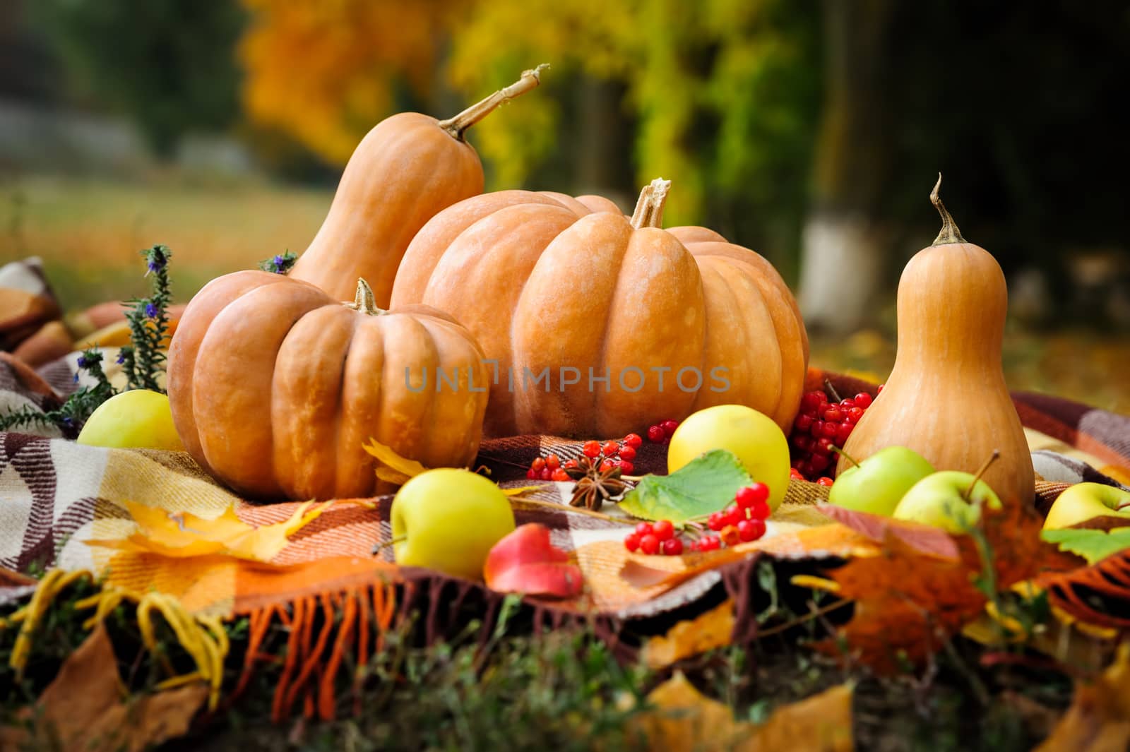 Autumn thanksgiving still life with checkered plaid, pumpkins, apples and berries 