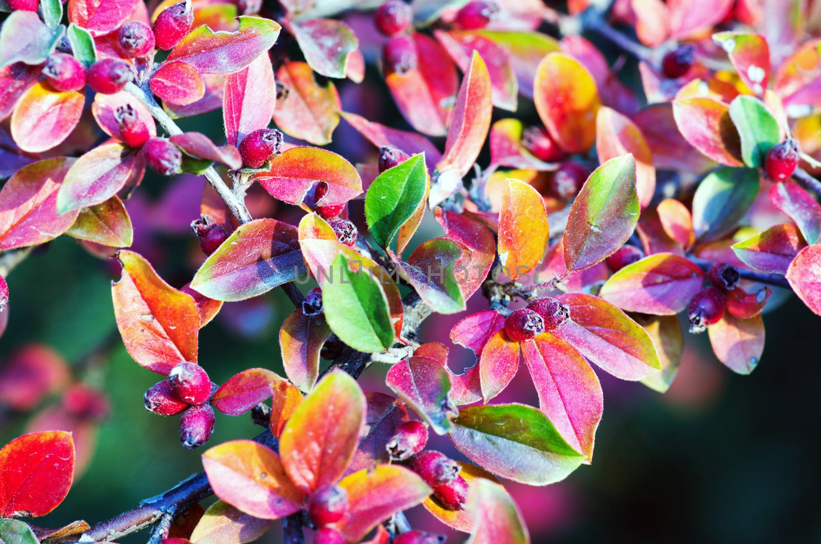 Bright red barberry berries - in Latin Berberis- on the tree under the sunlight - closeup