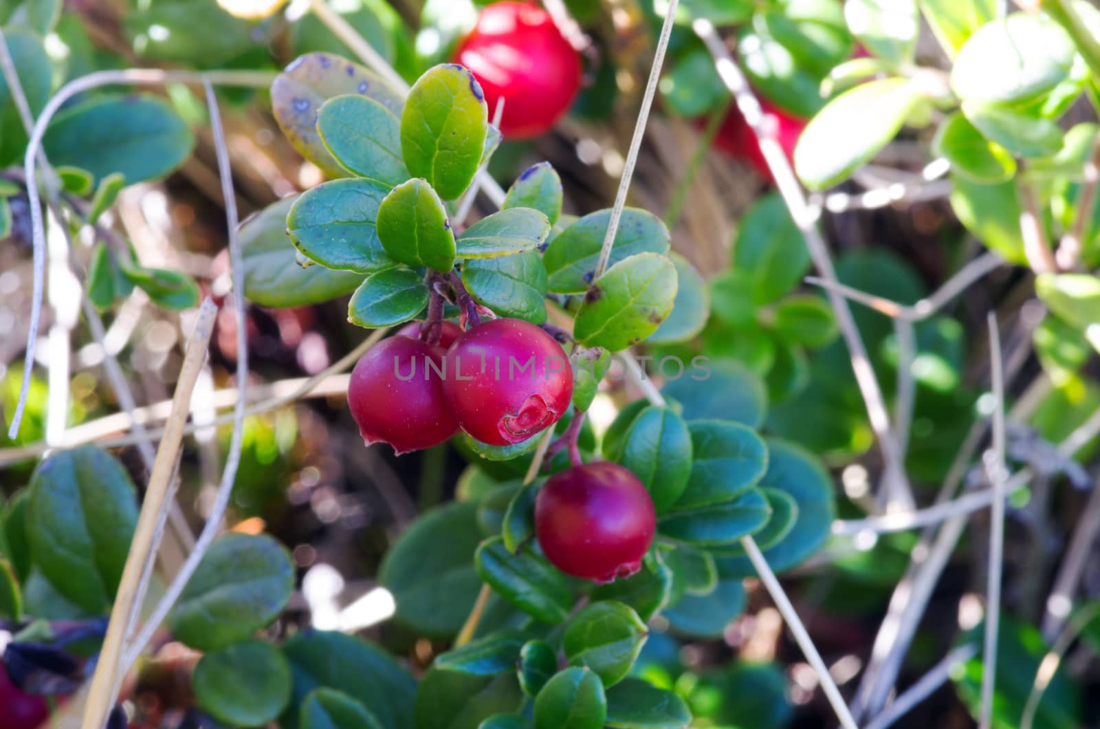 Cowberry. Bushes of ripe forest berries. Selective focus