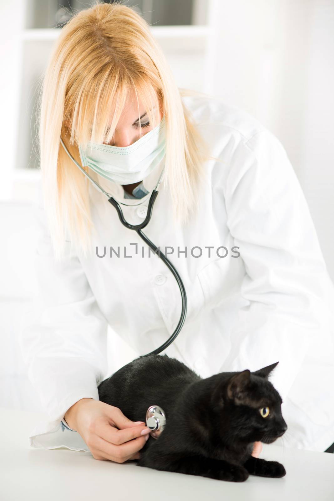 Veterinarian examining a domestic cat by MilanMarkovic78